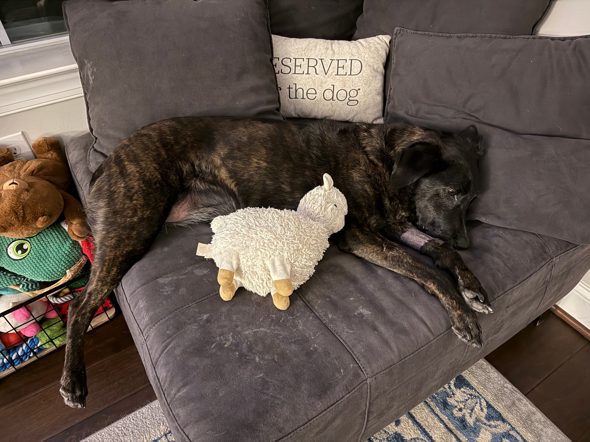 Nikki resting in her bed after coming back home from the CT
