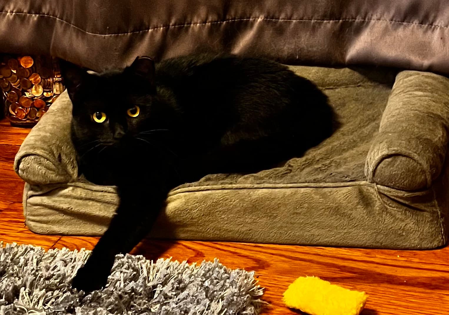 Luci