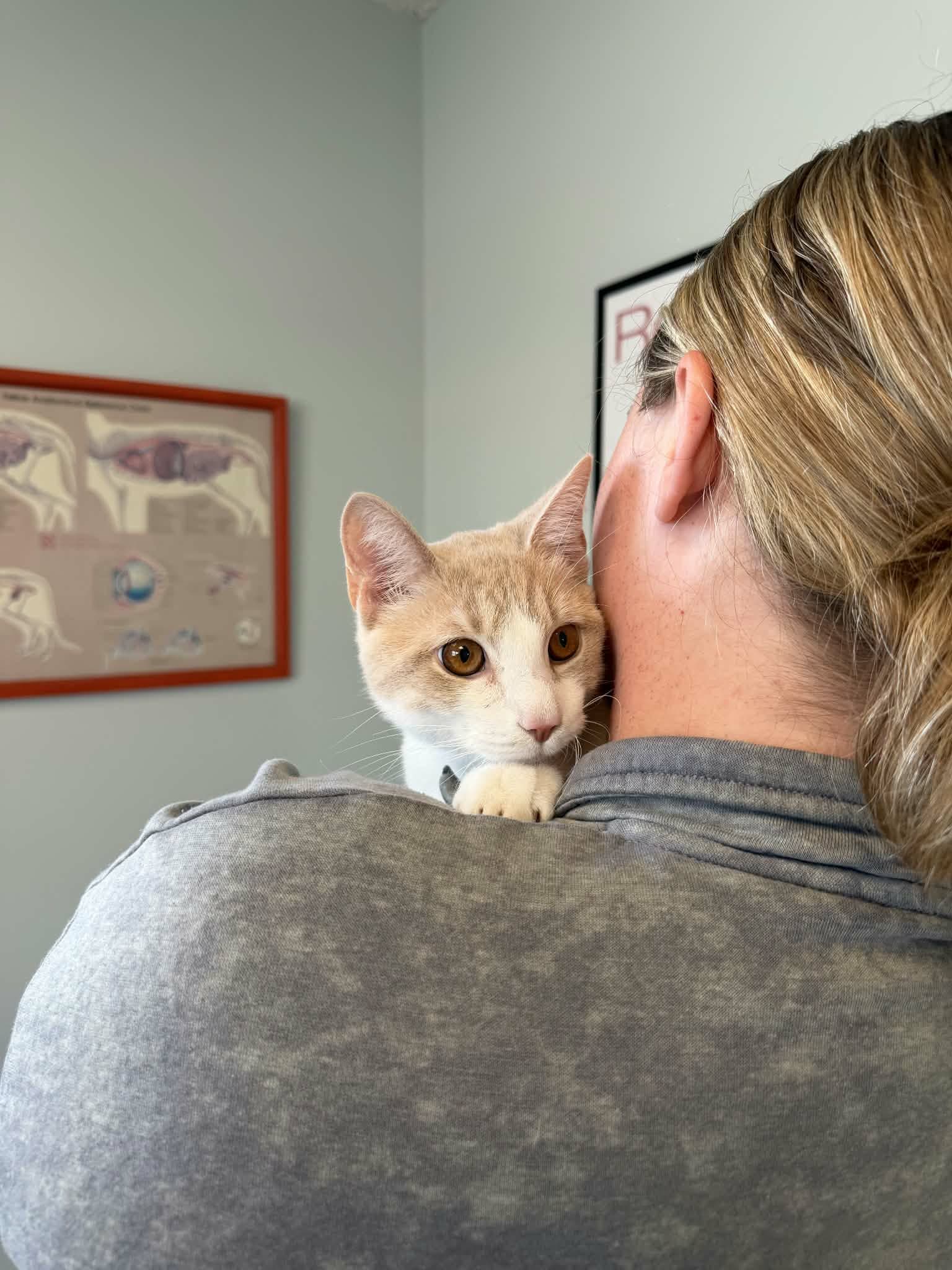 Creamsicle goes to work with his foster (who is a vet tech)