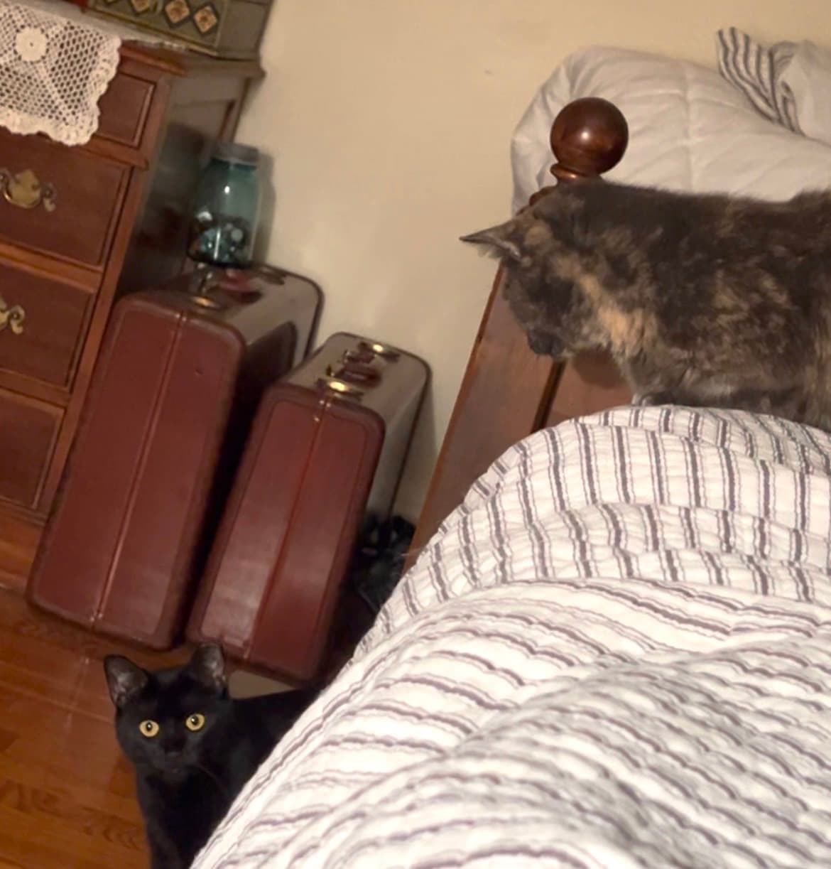 Luci & Lizzie