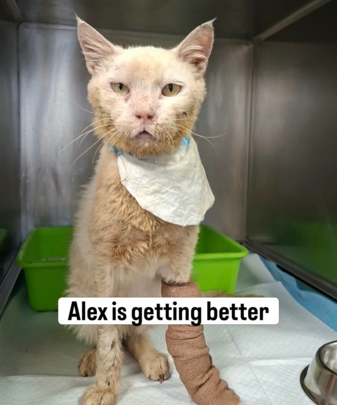 Alex
