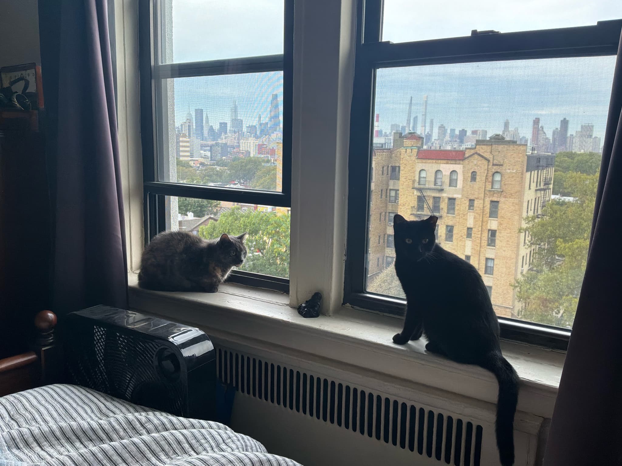 Window Time for Luci and Lizzie!