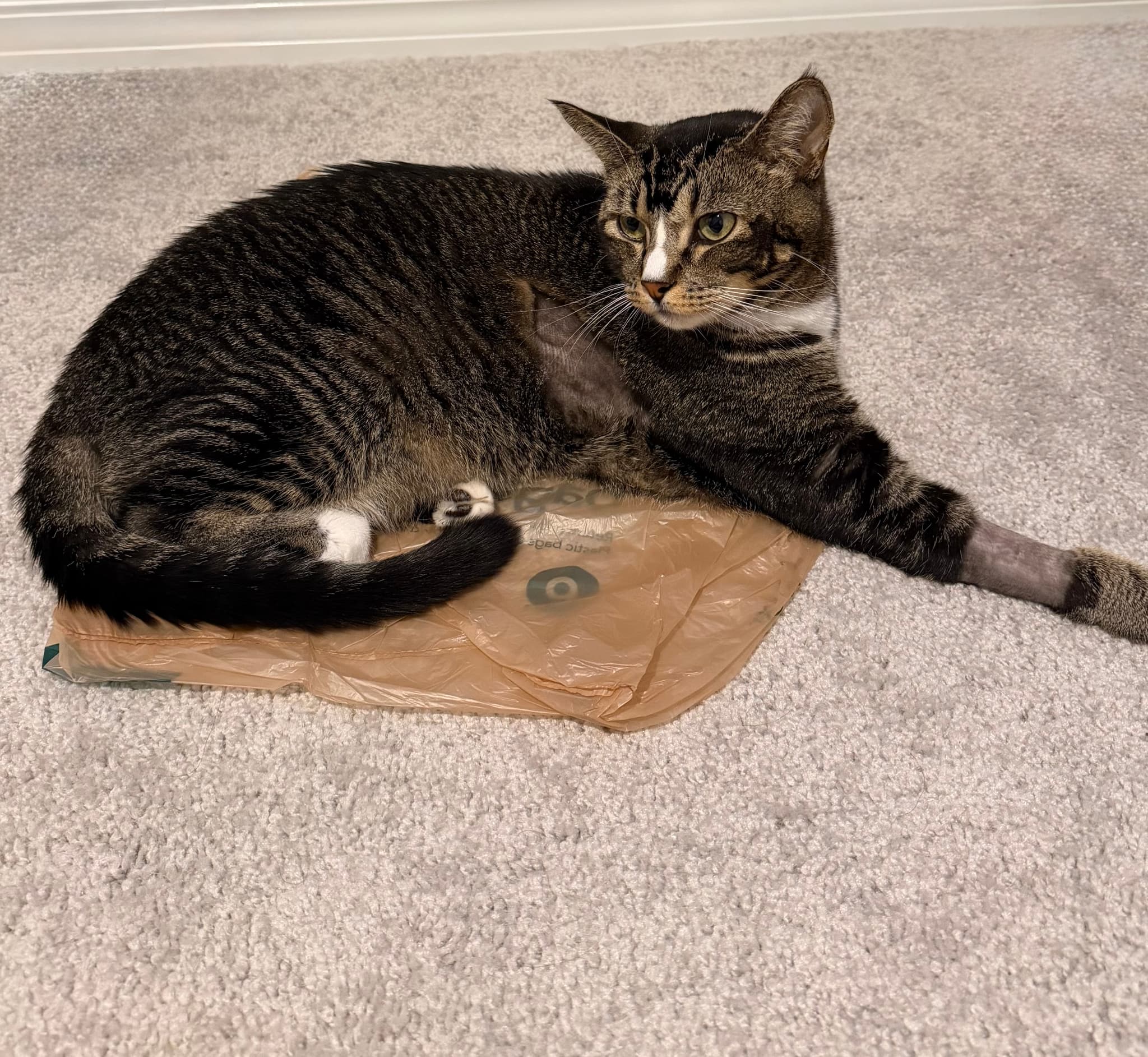 Frankie