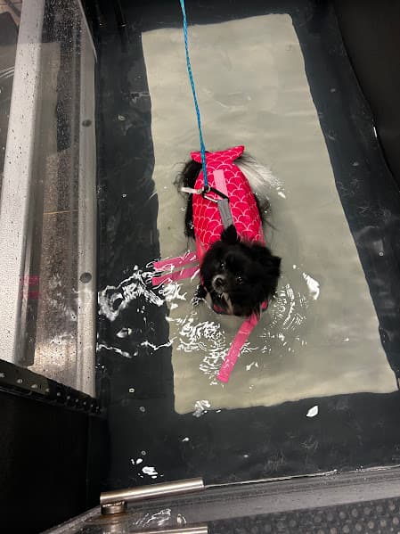 Sparkle on underwater treadmill, looking up!  Love her pink life jacket!