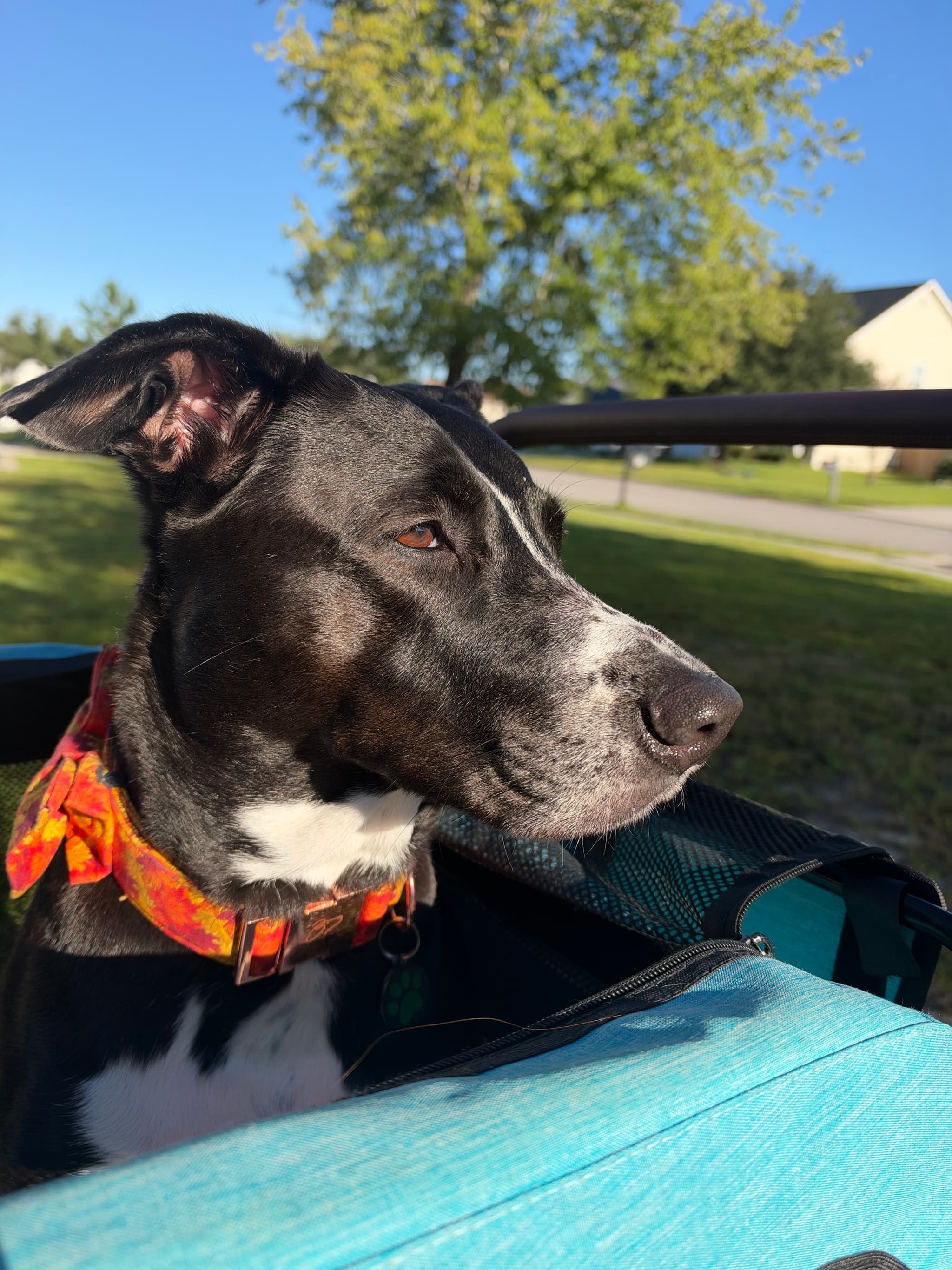 Cali
