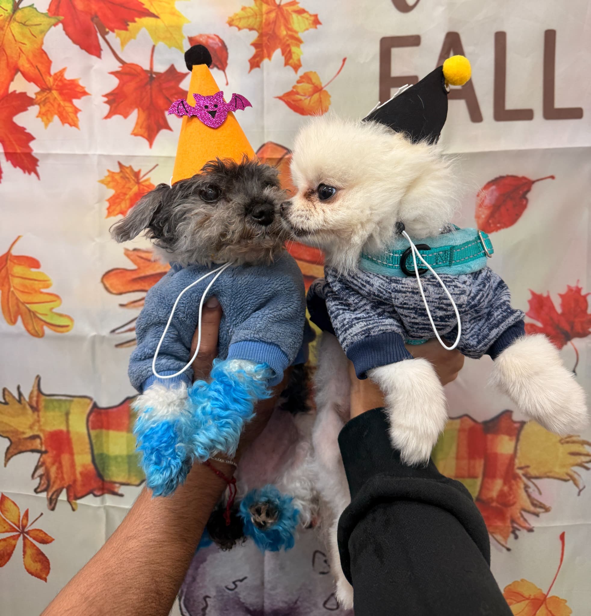 Celebrating the arrival of fall!