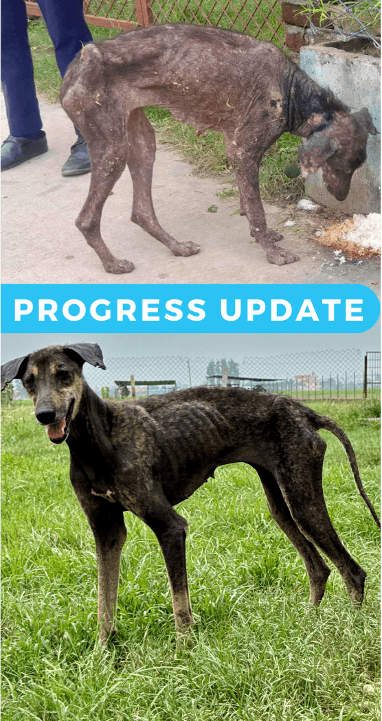 Look how far Dorje has come, and how much healing she still has ahead of her.  Every donation helps support her continued recovery!