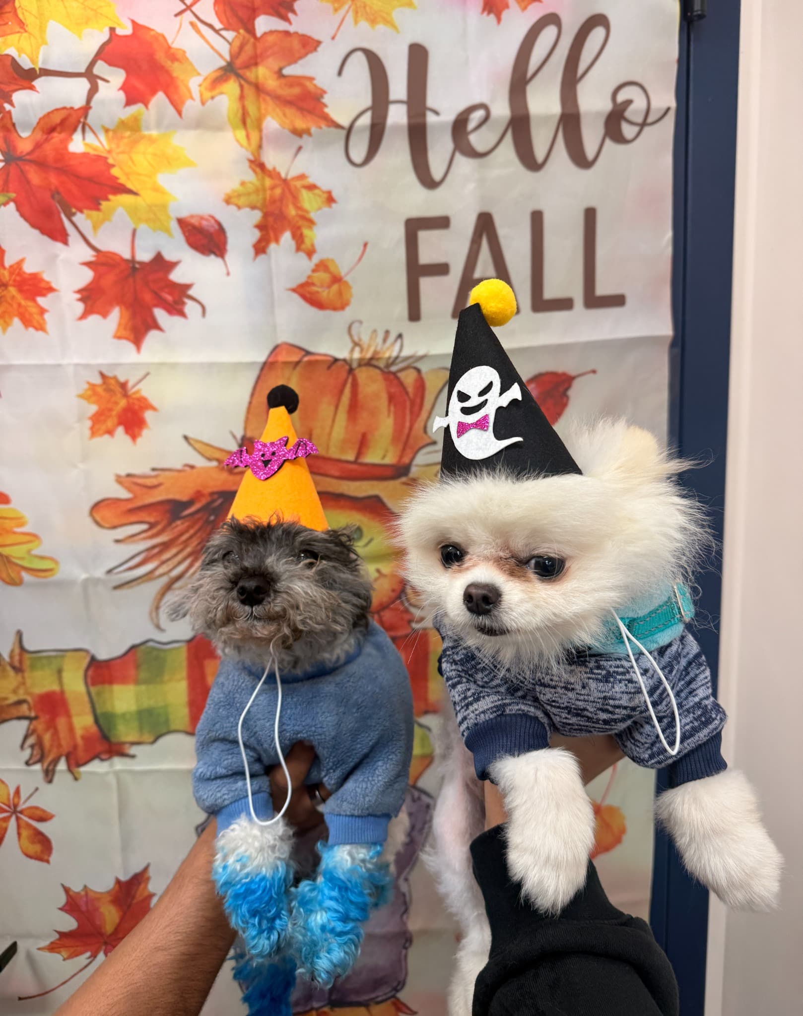 Dior (Right) with his foster's pup Ting (Left)