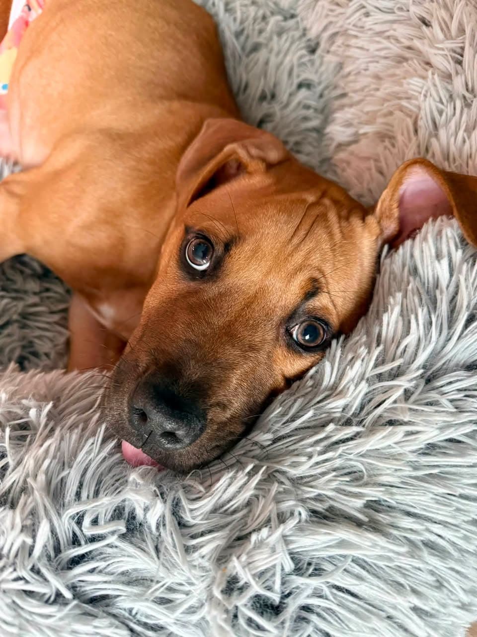 Lyra