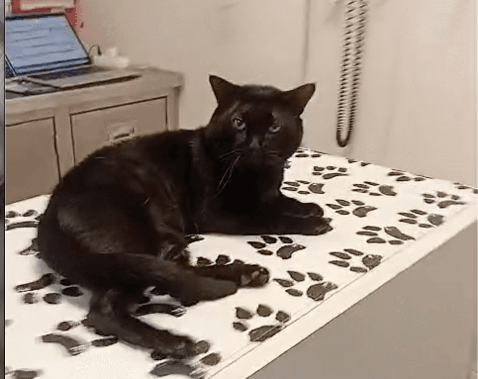 Henry
