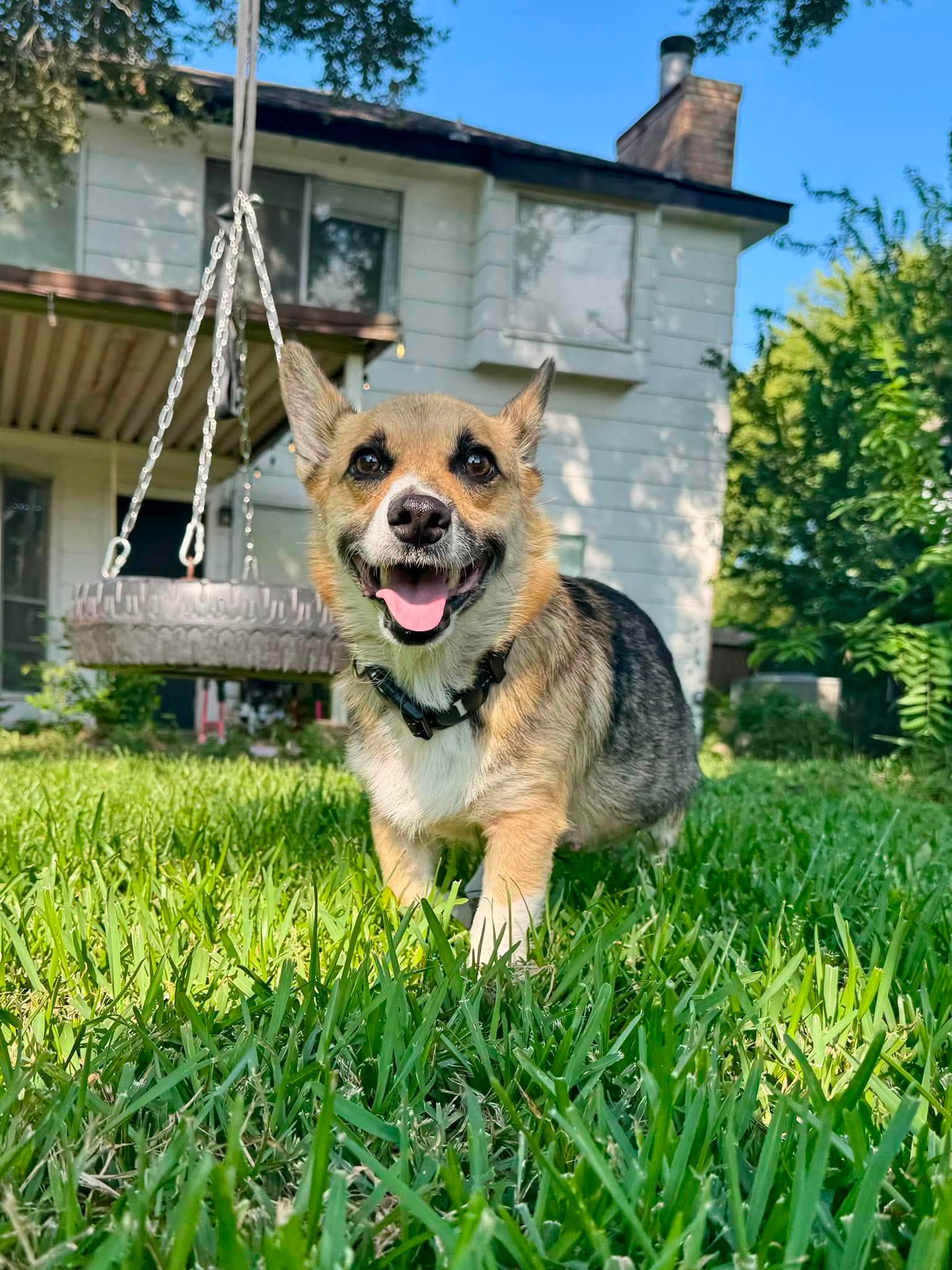 Photo of Maples
