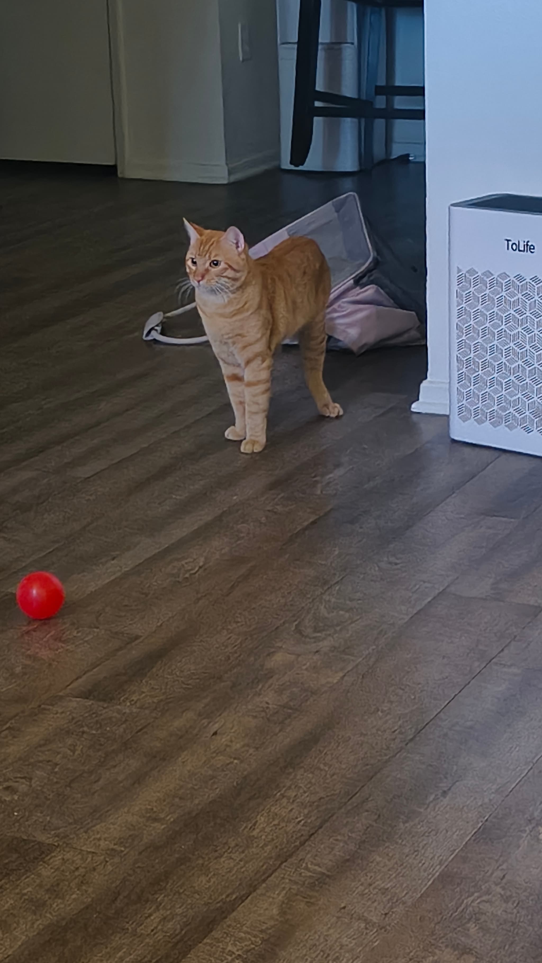 Photo of Garfield