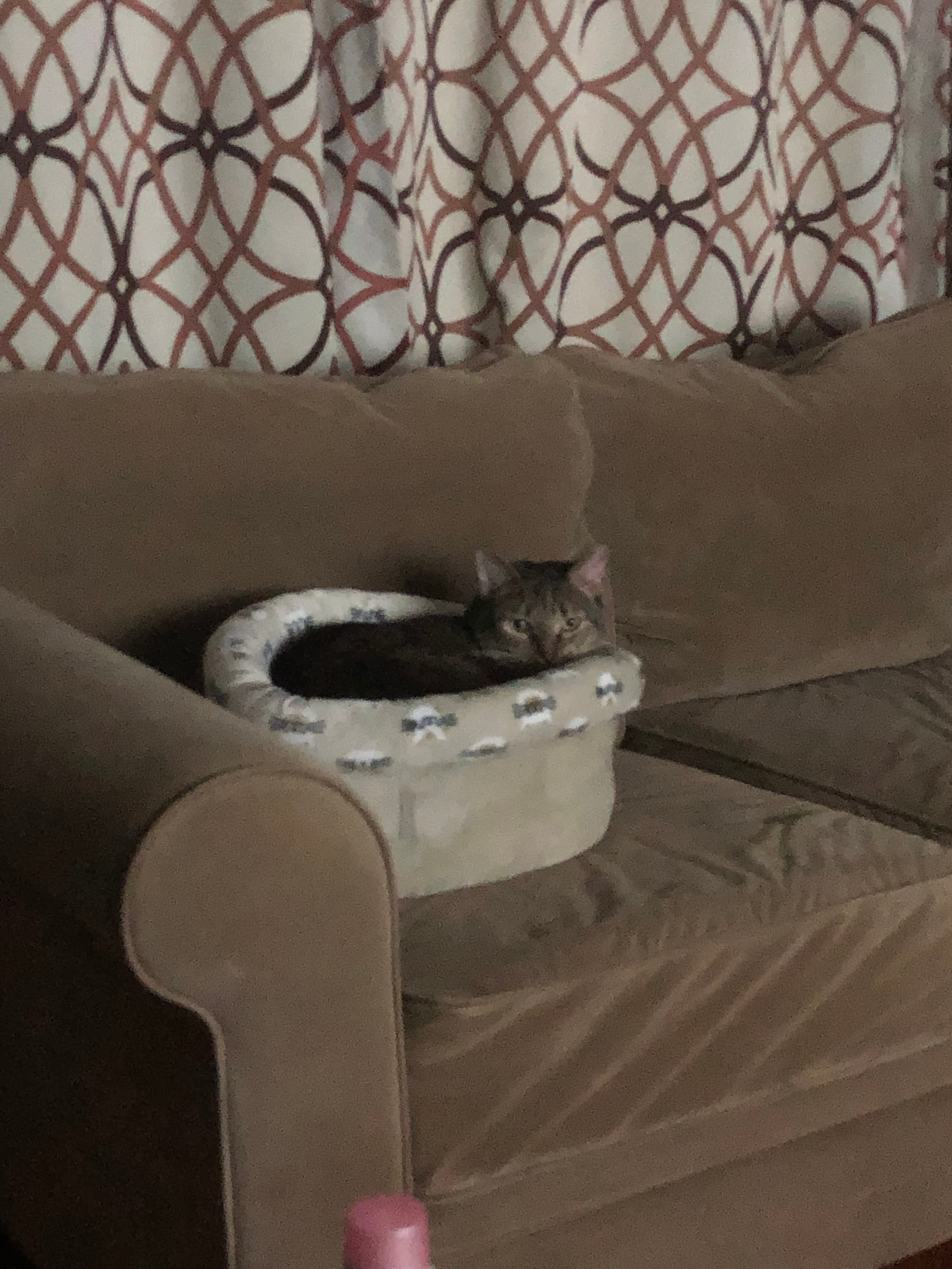 Photo of Kitty