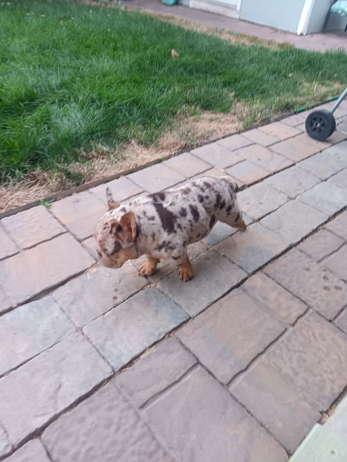 Photo of Puppy