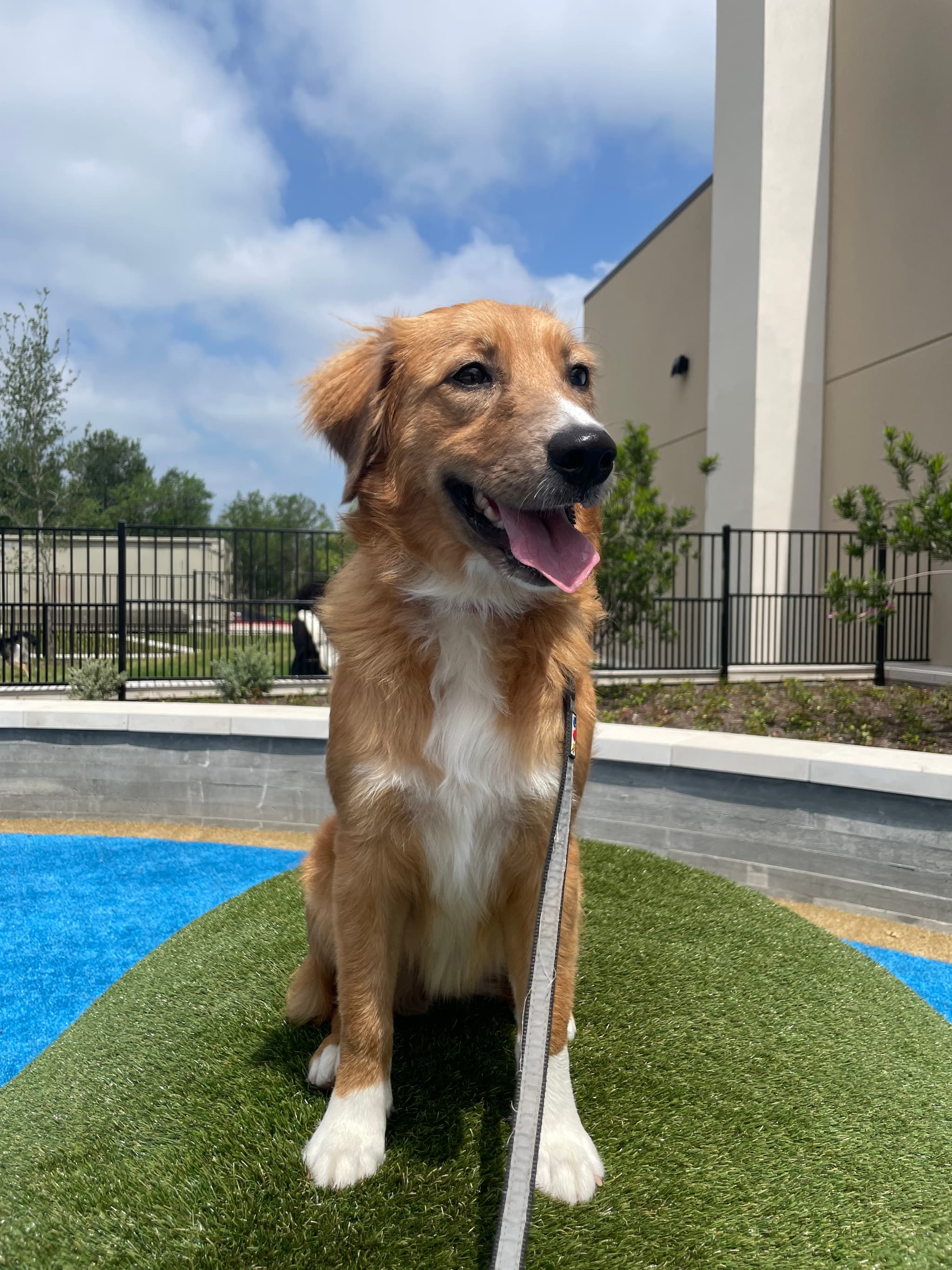Photo of Daisy