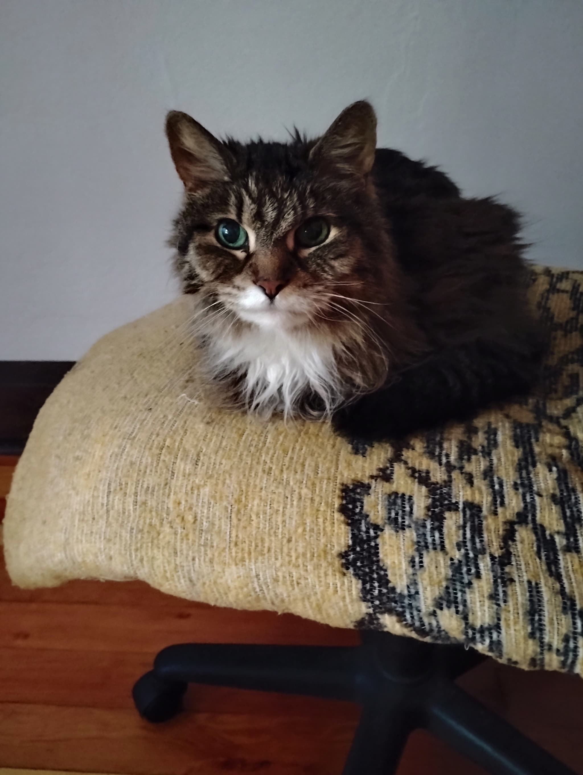 Photo of Jasmine