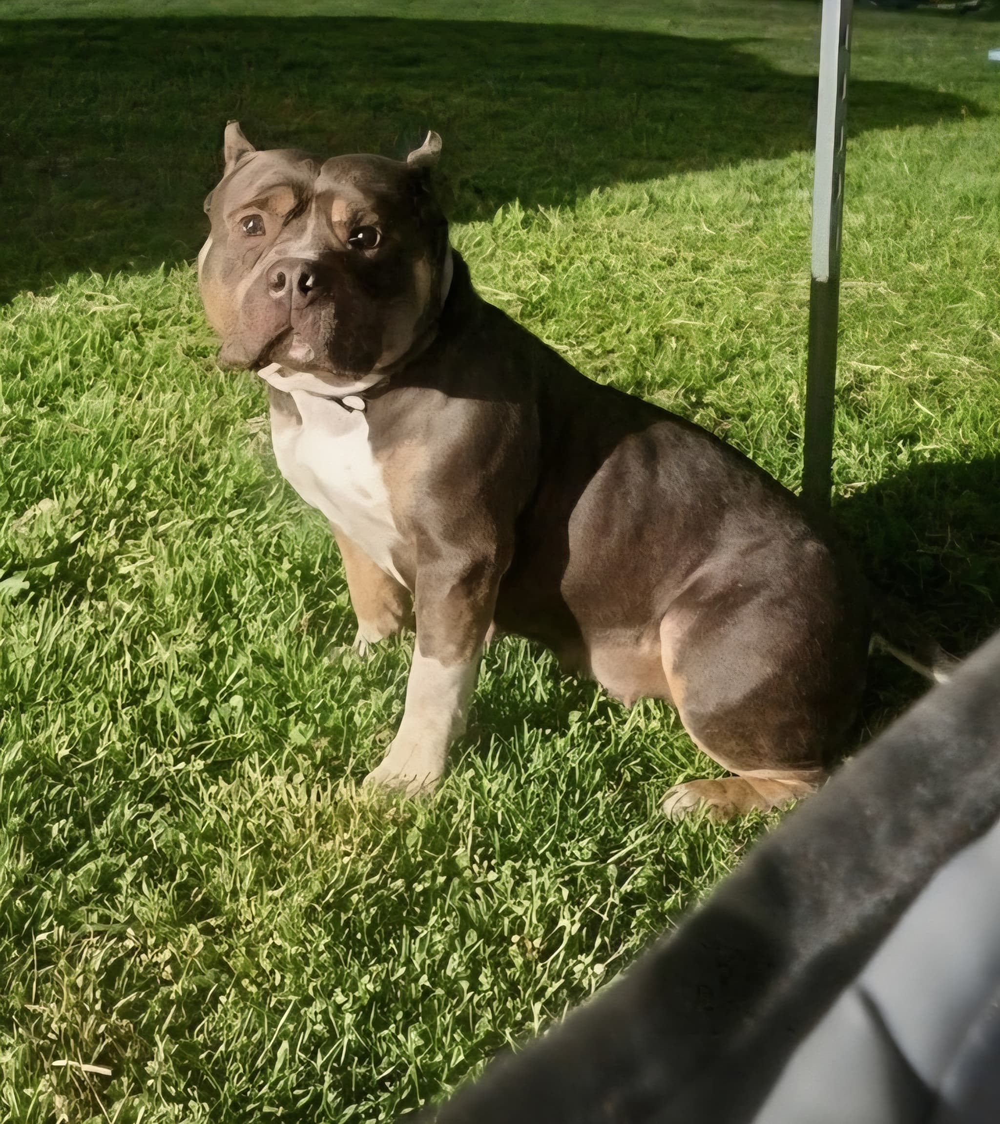 Photo of Dutches