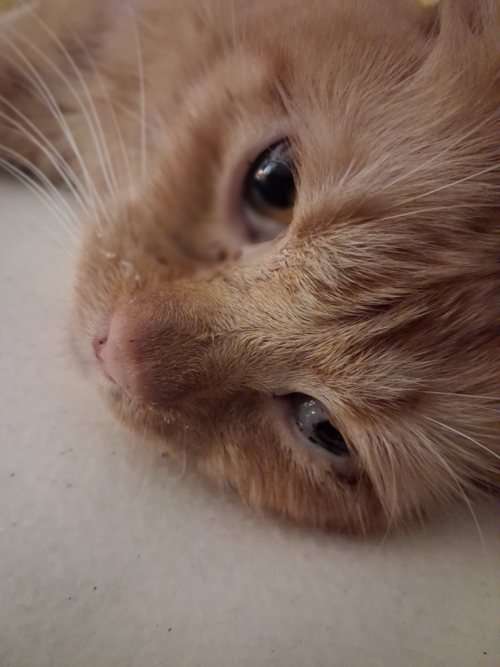 Photo of Maximus