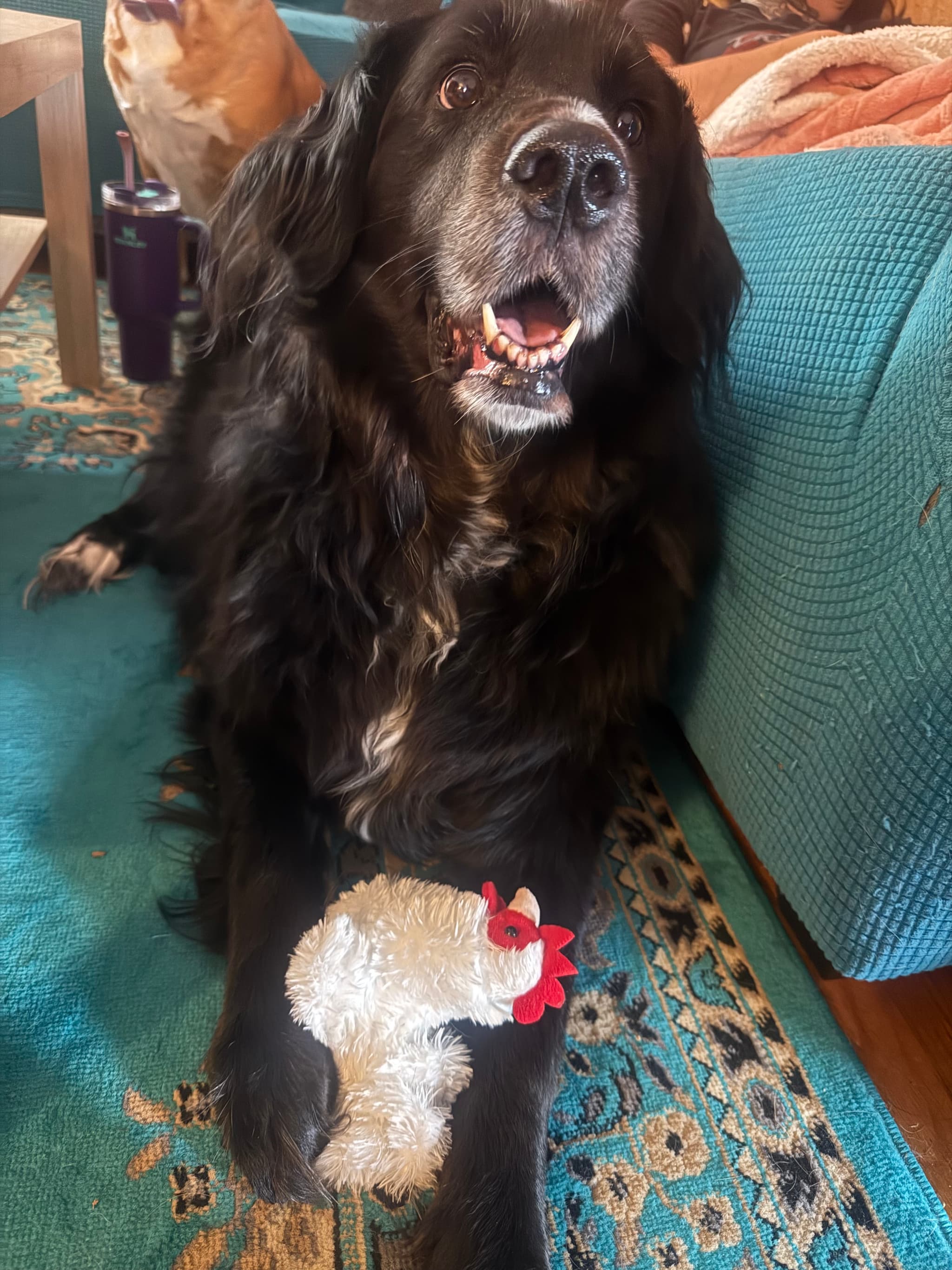Photo of Willow