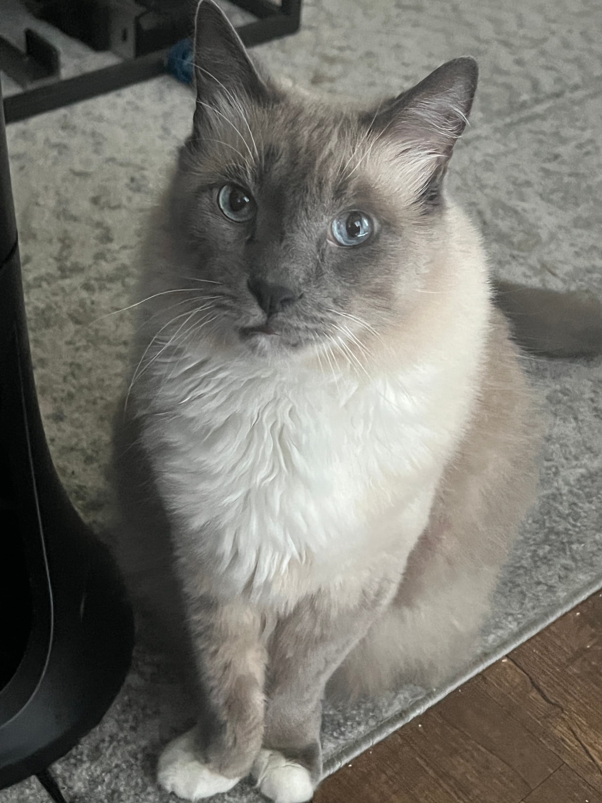 Photo of Mercutio