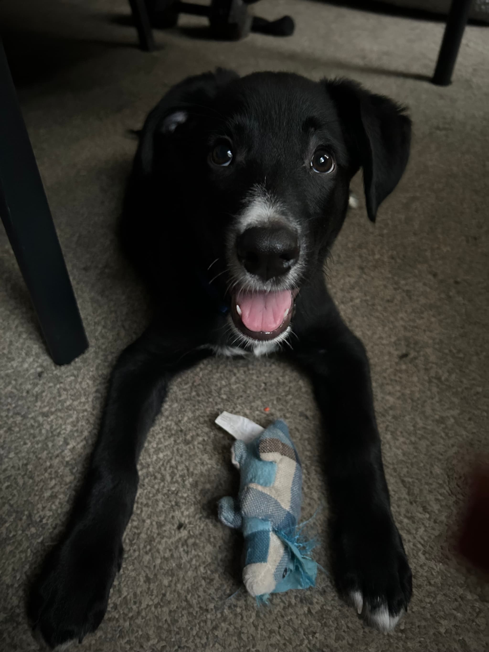 Photo of Beaux