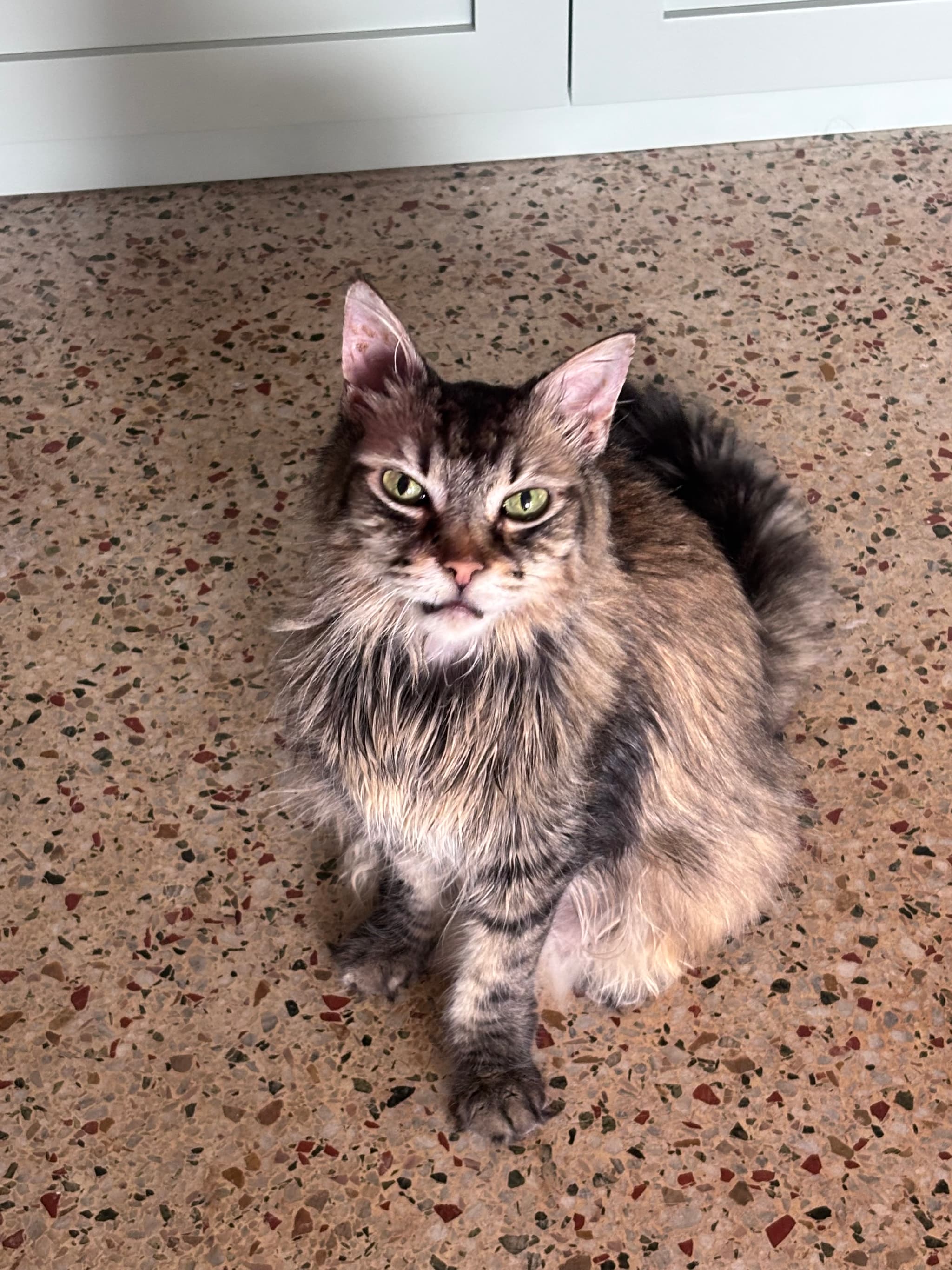 Photo of Zephyr