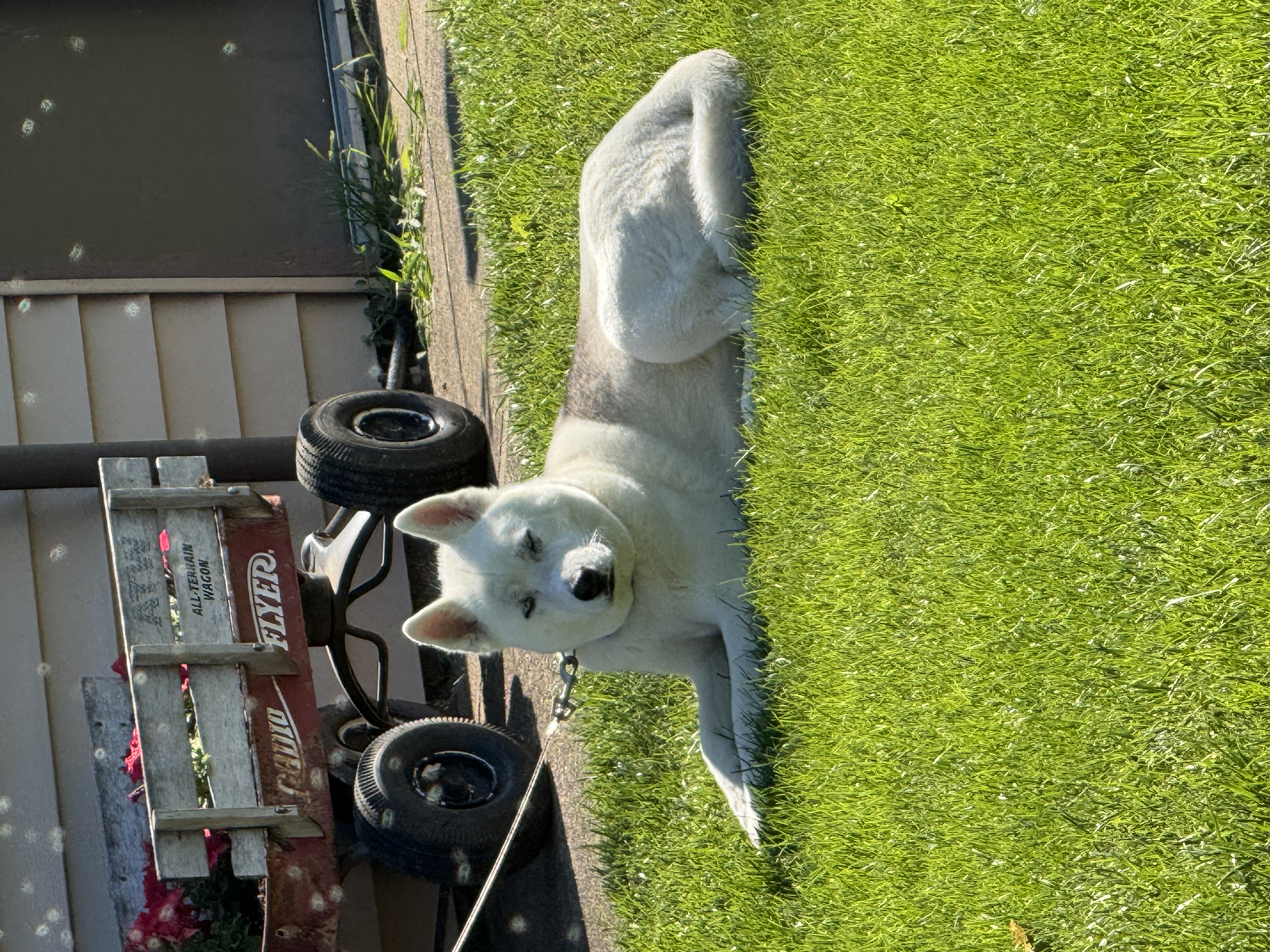 Photo of Juno