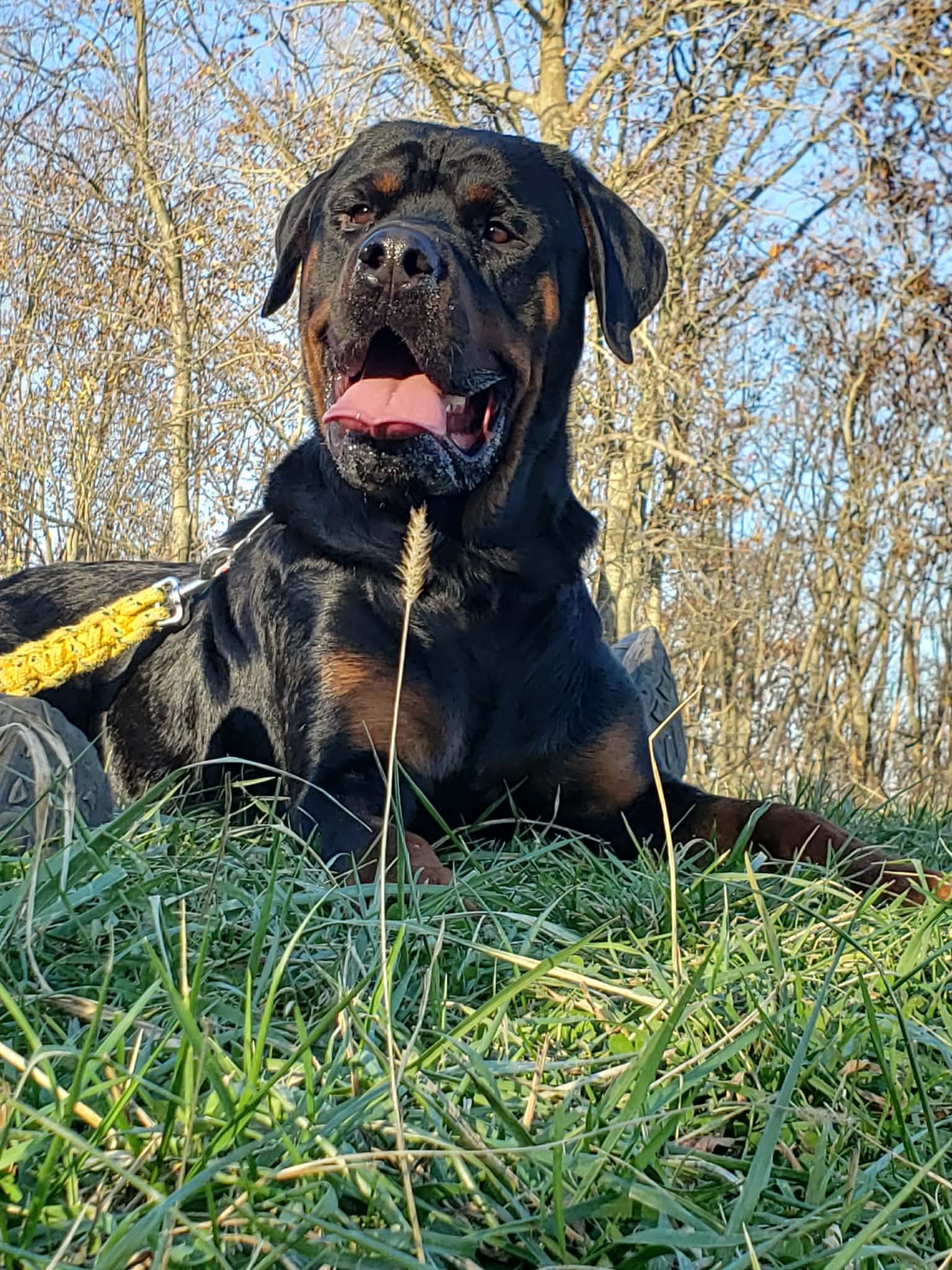Photo of Sully