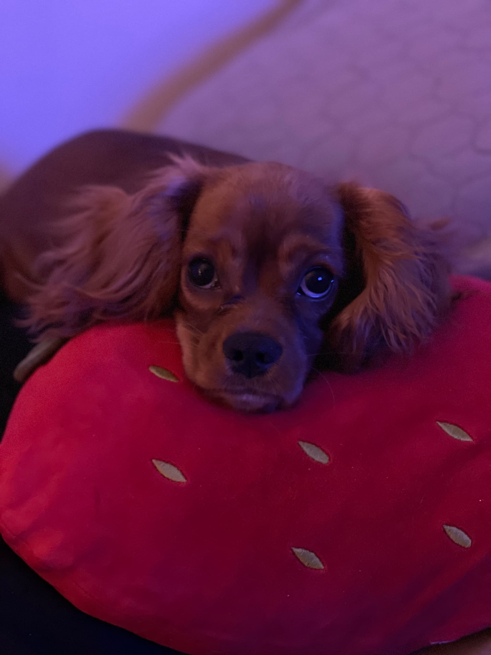 Photo of Koda