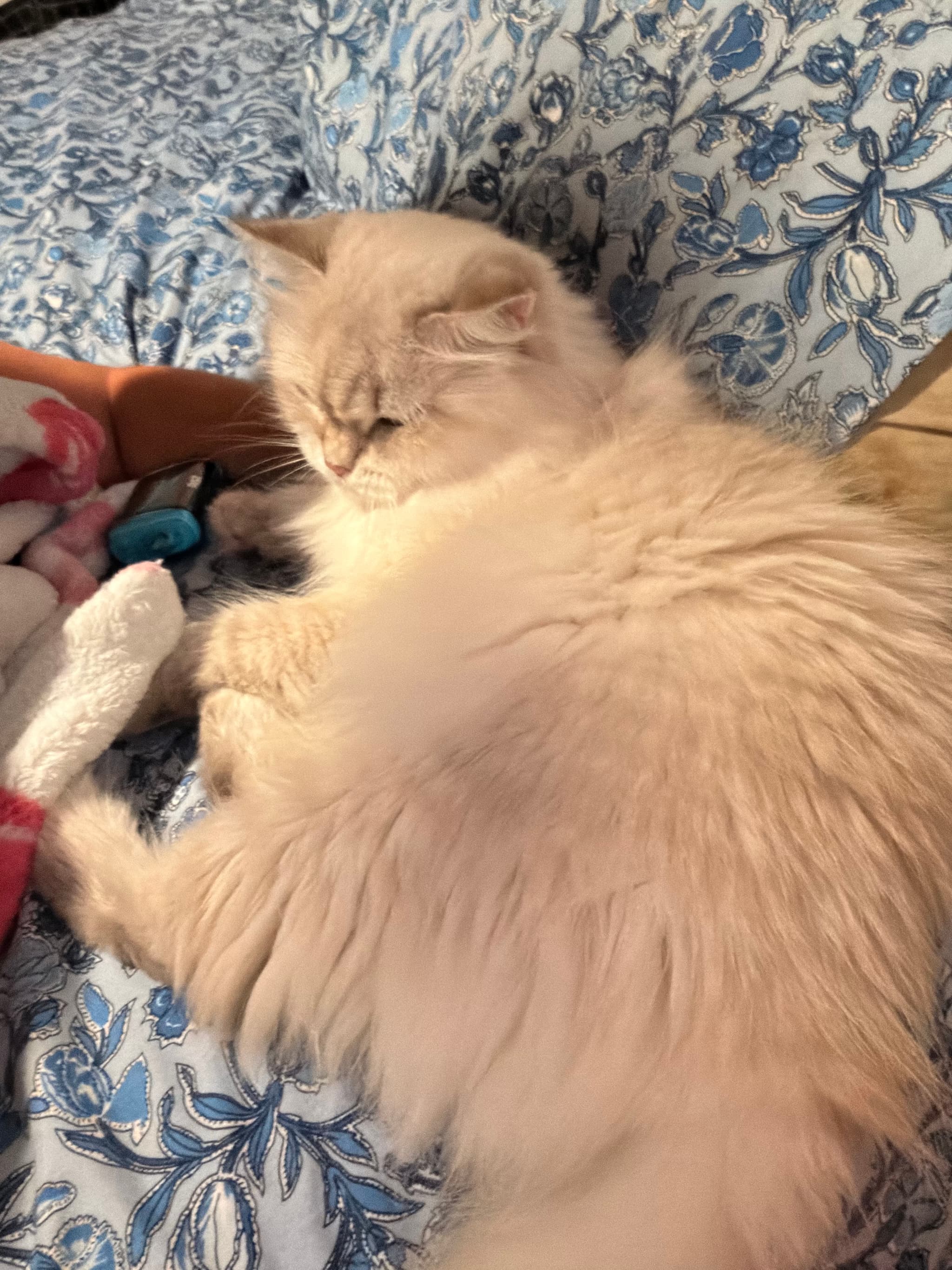 Photo of Bluebell