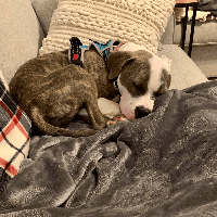Photo of Chip