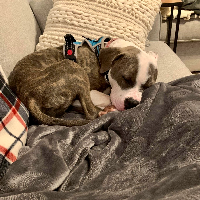 Photo of Chip