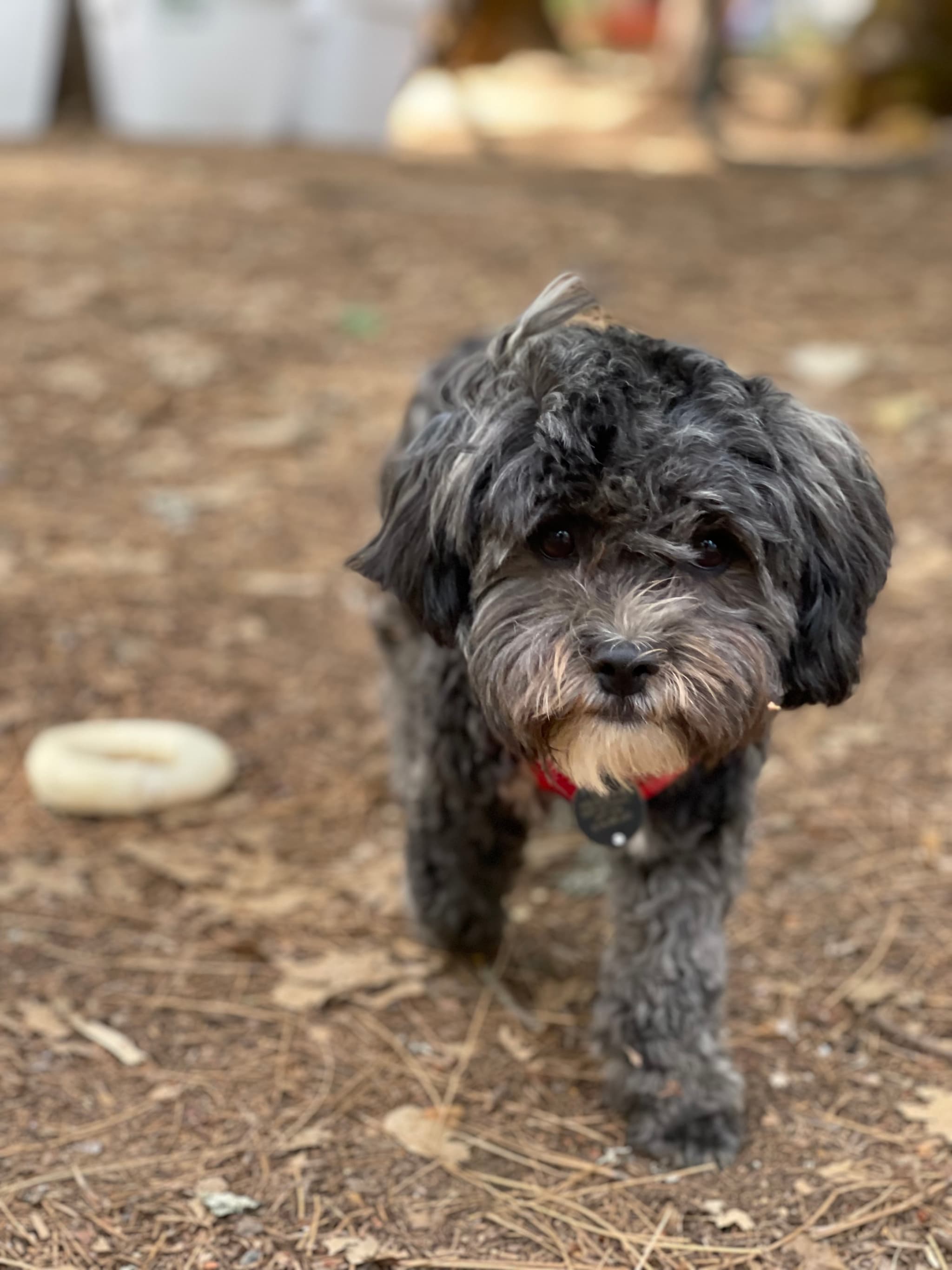 Photo of Oreo
