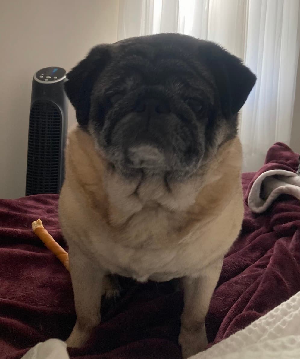 Photo of Bruno