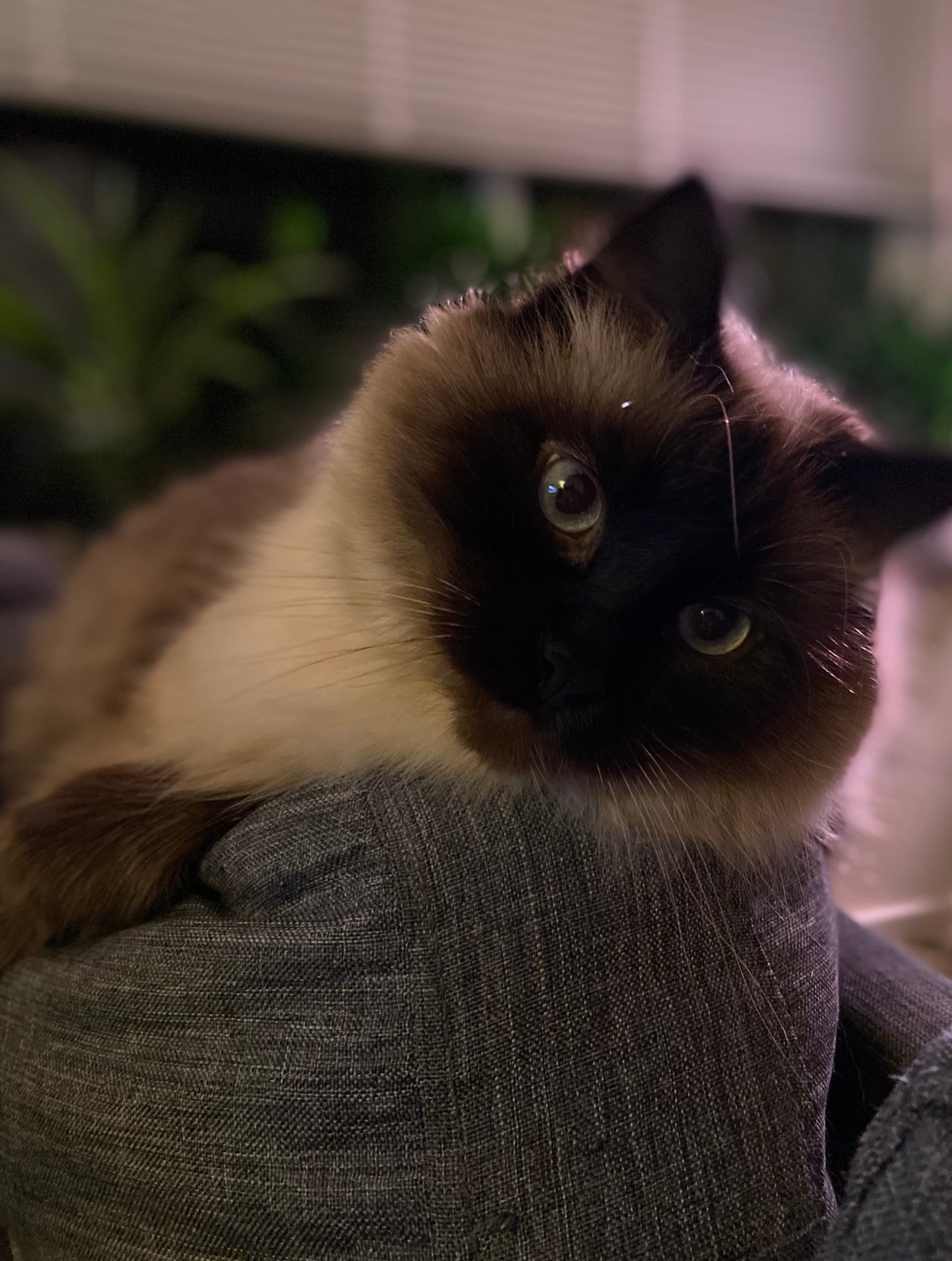 Photo of Cleo
