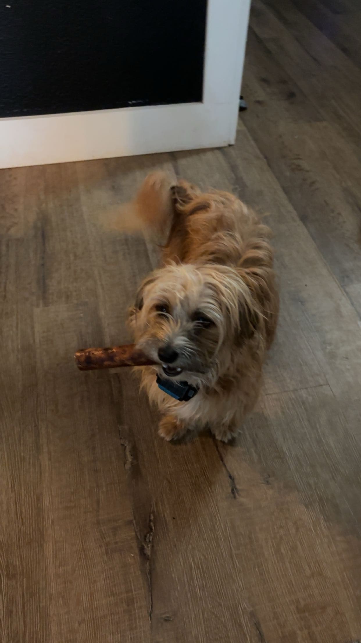 Photo of marley