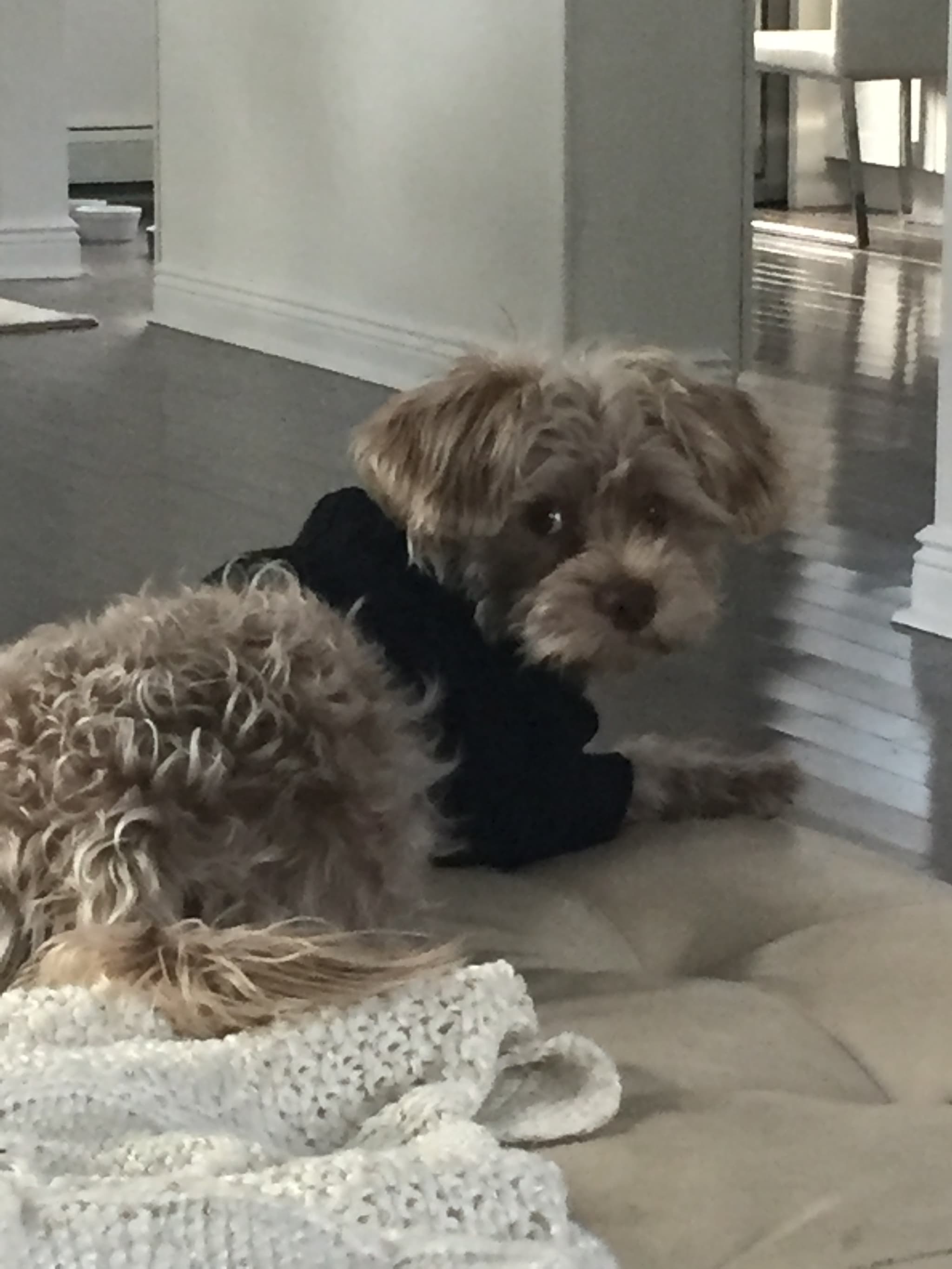 Photo of Pookie