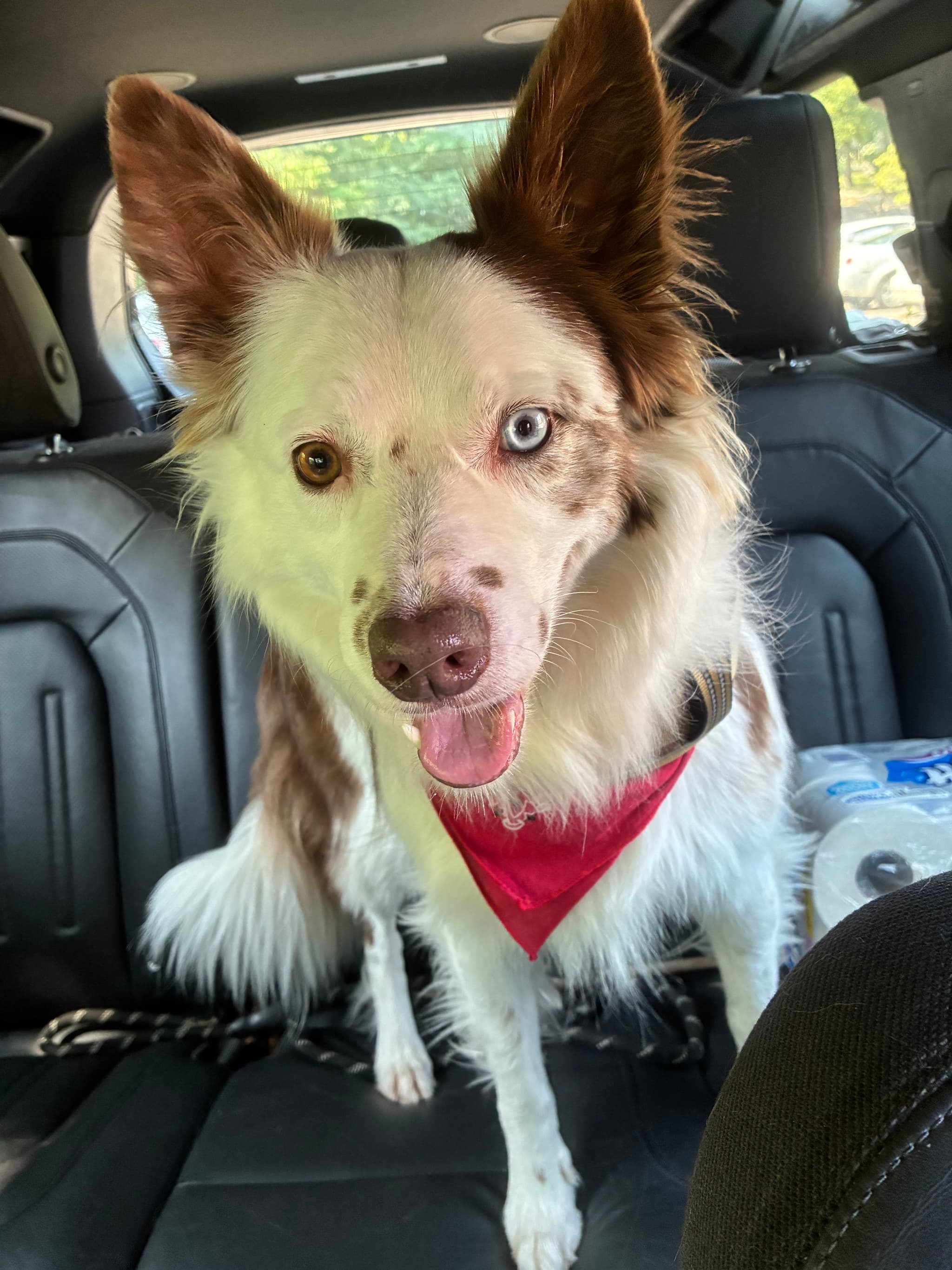 Photo of Atlas