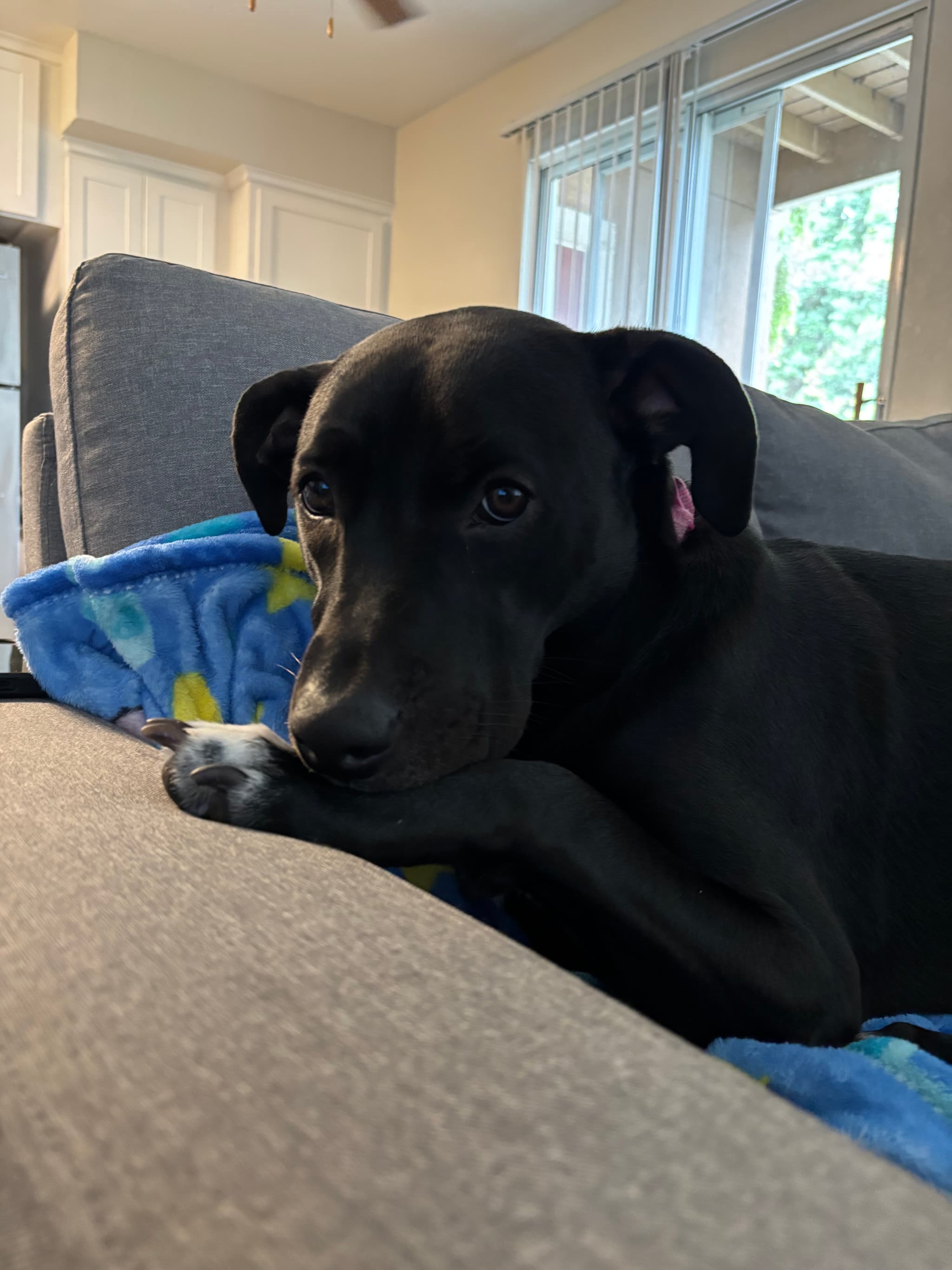 Photo of Velvet