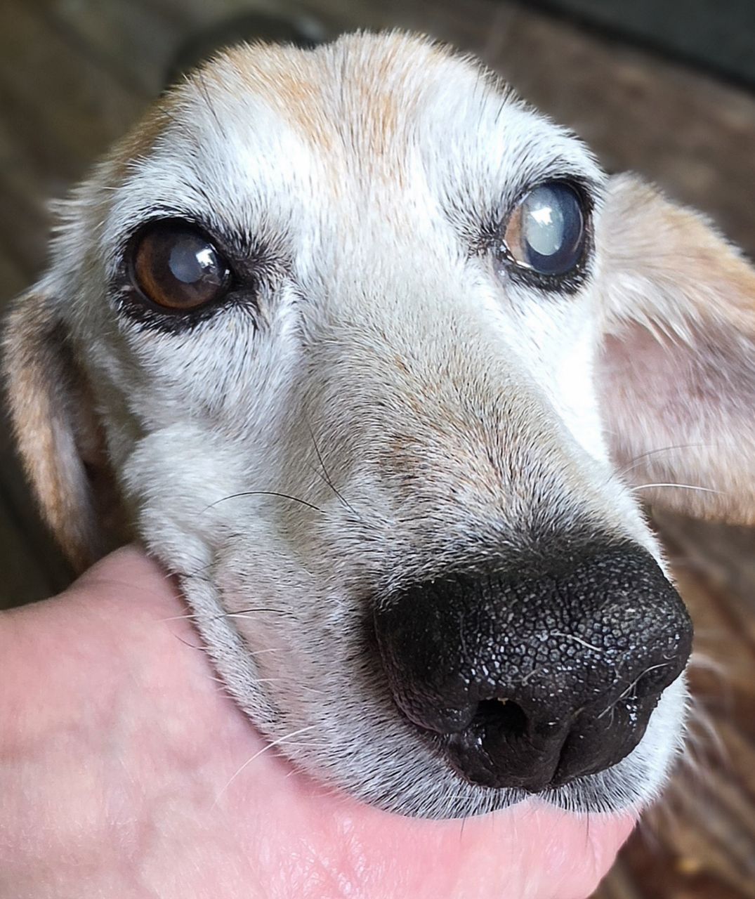 Photo of Cayenne