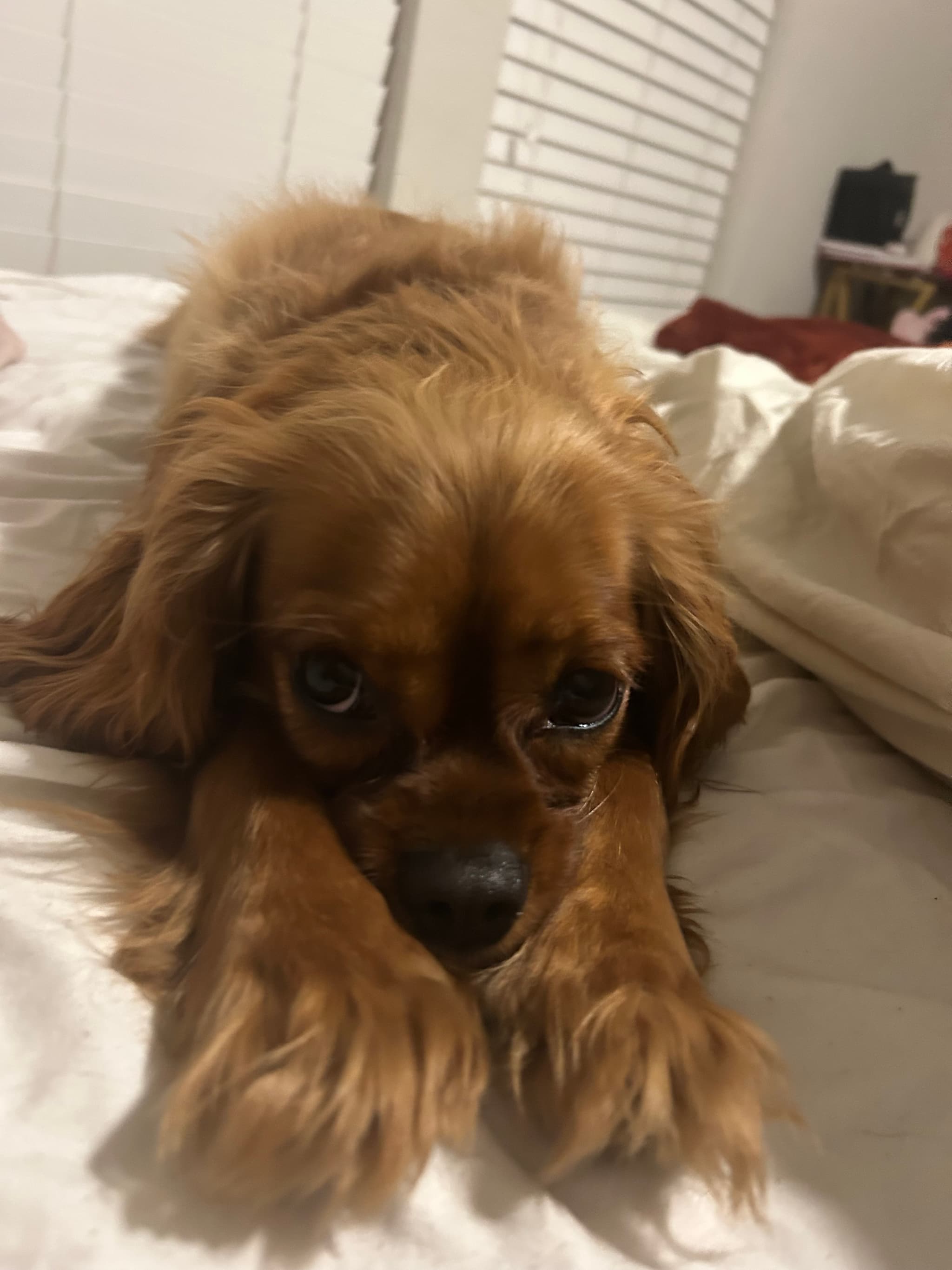 Photo of Pepper