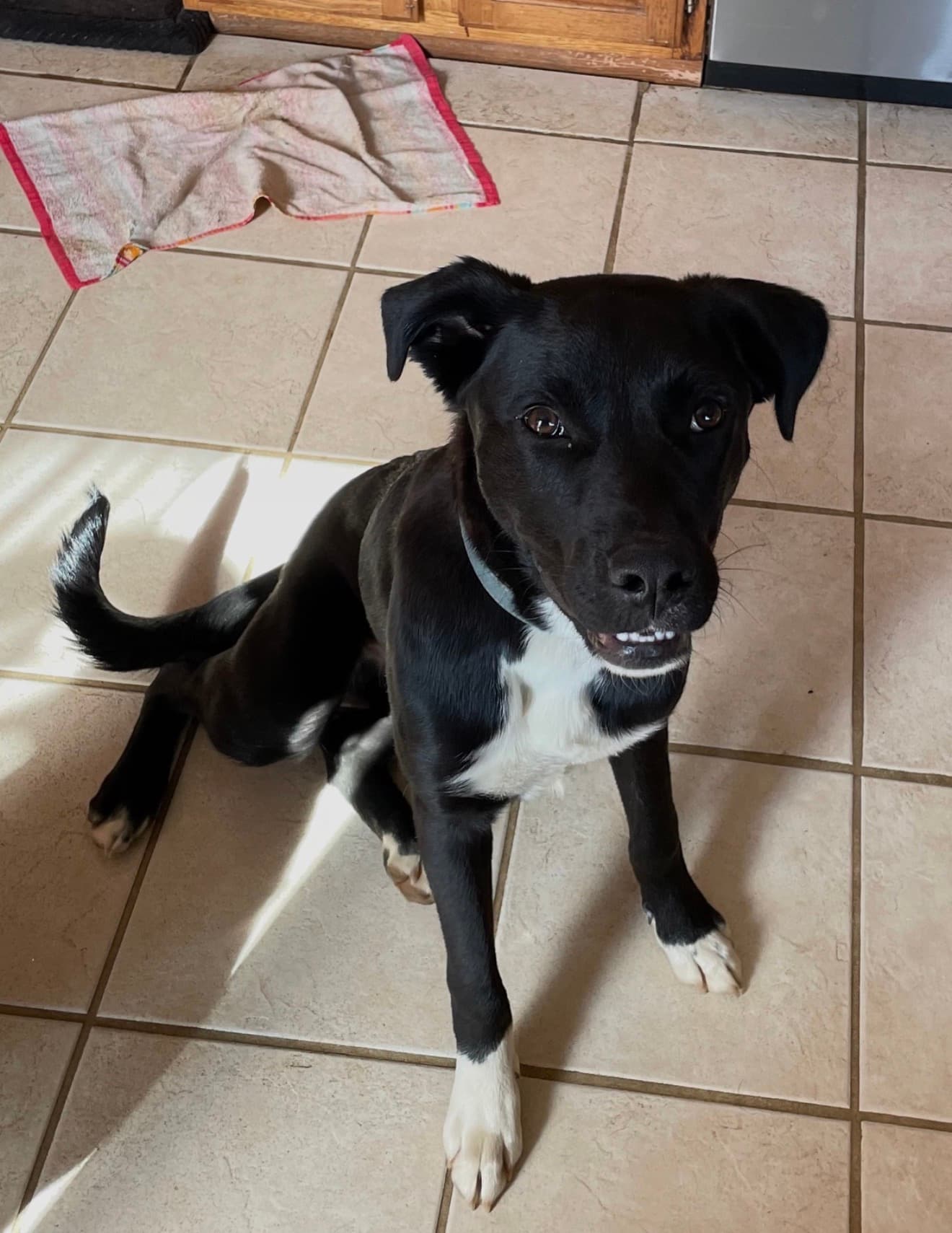 Photo of Loki