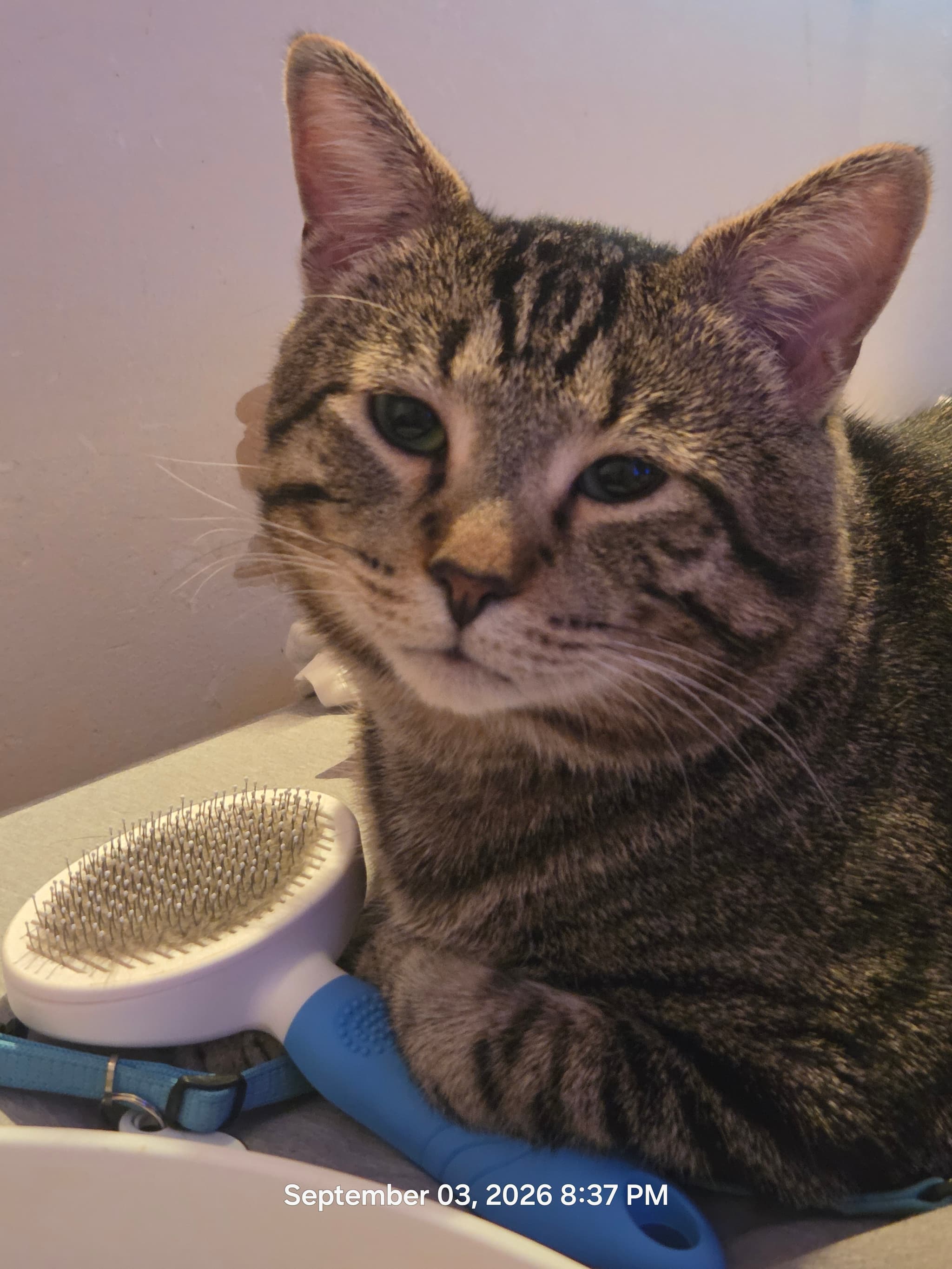 Photo of Teddy