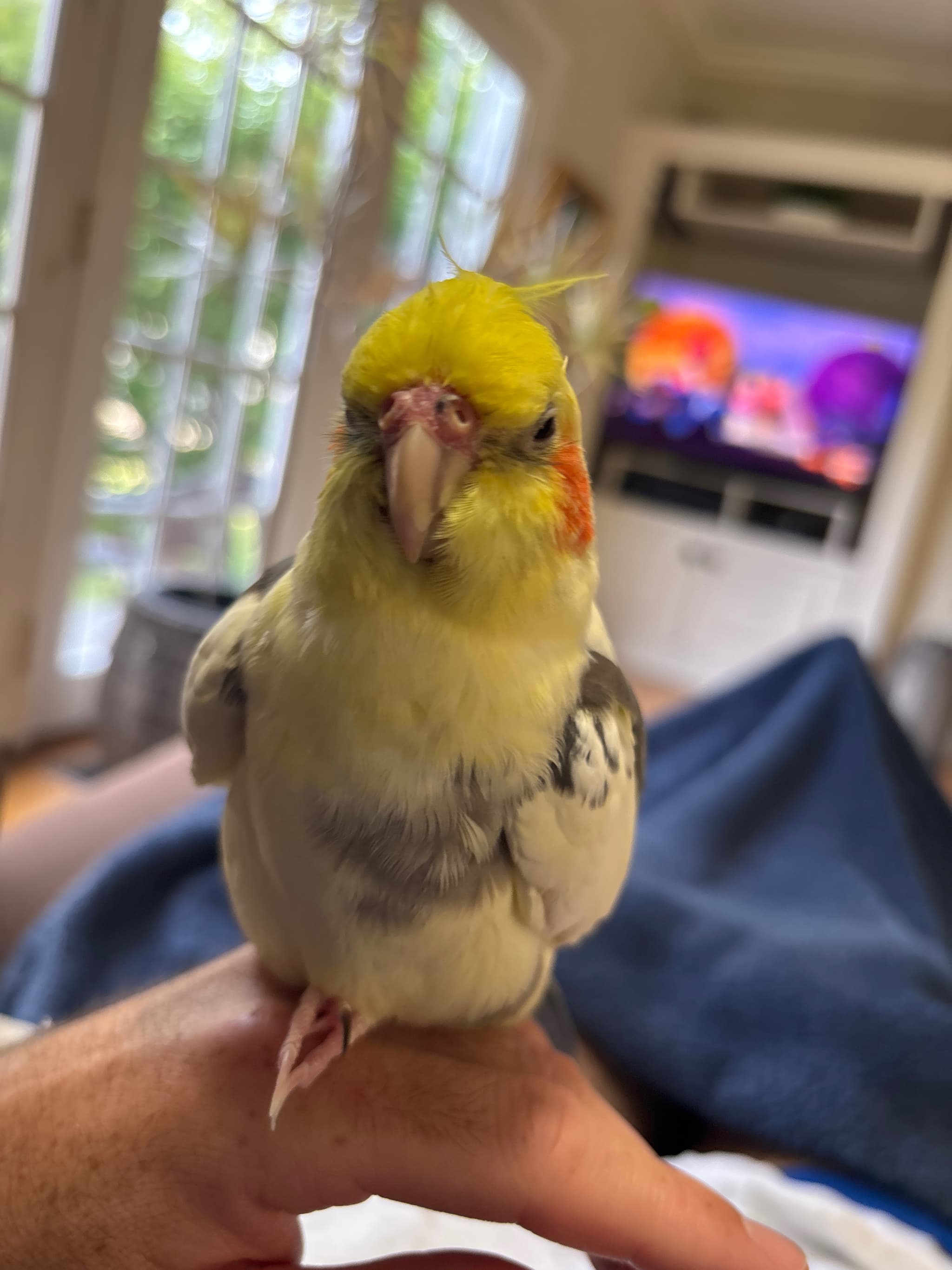 Photo of Bodie