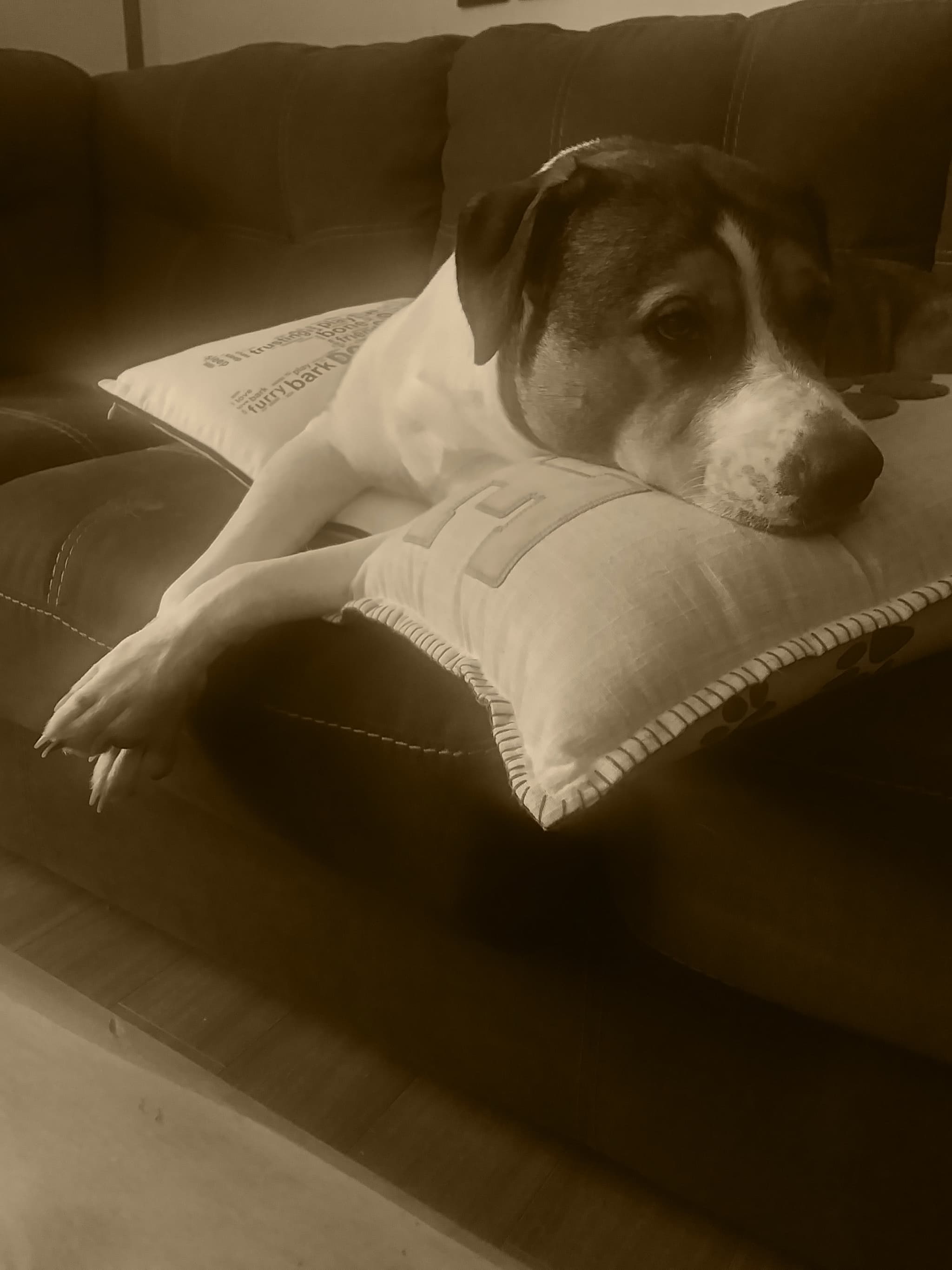 Photo of Coco