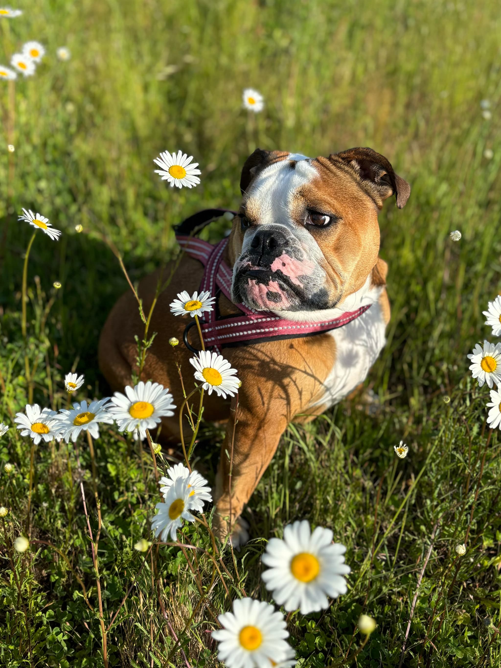 Photo of Bosco