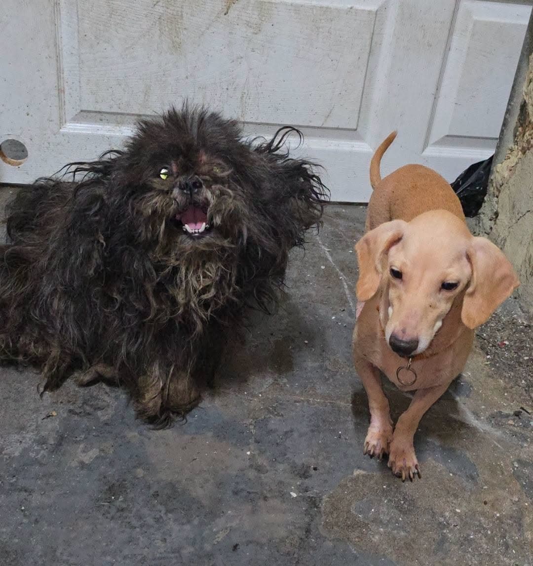 Photo of Ren and Stimpy