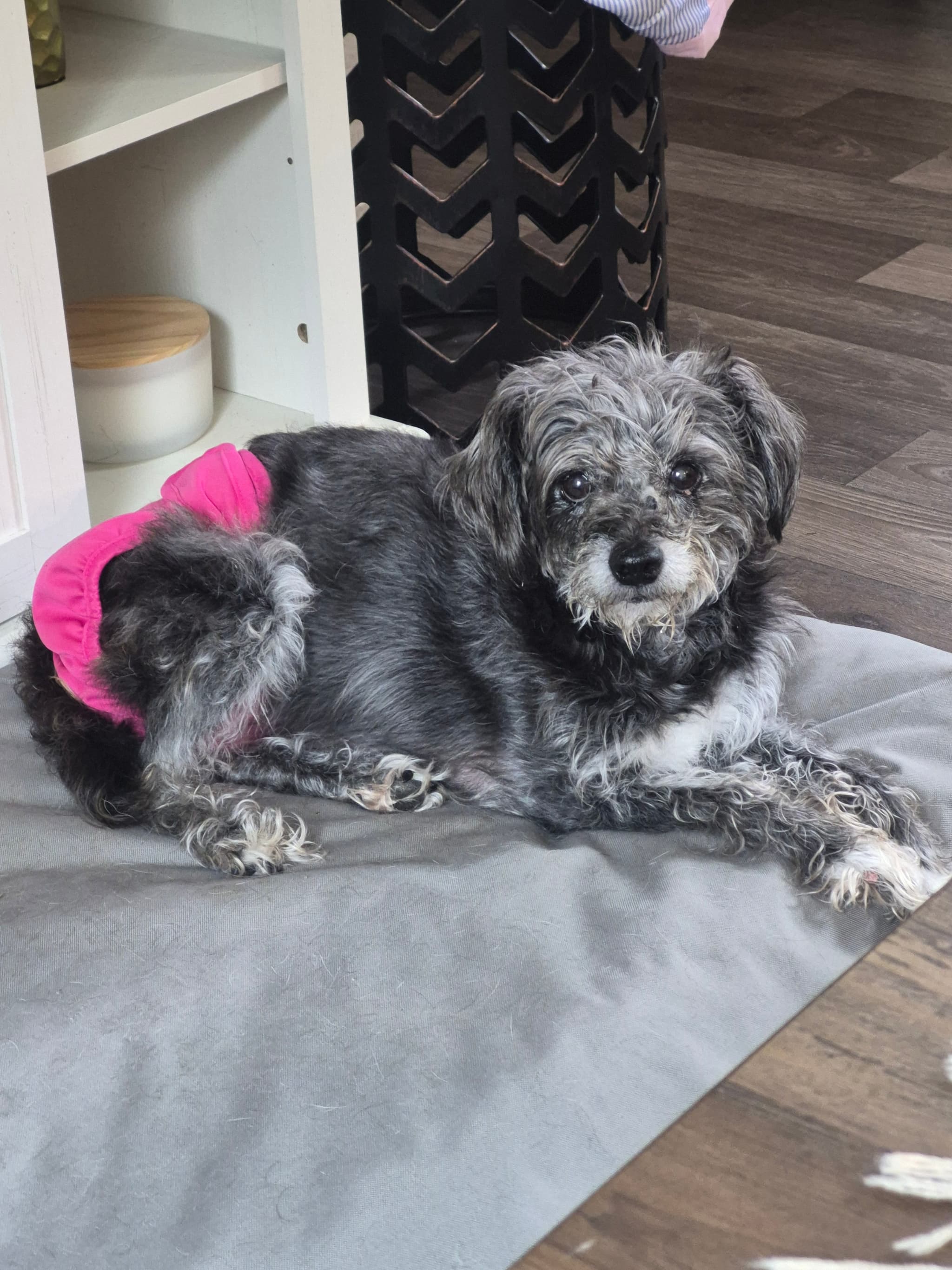Photo of Pepper