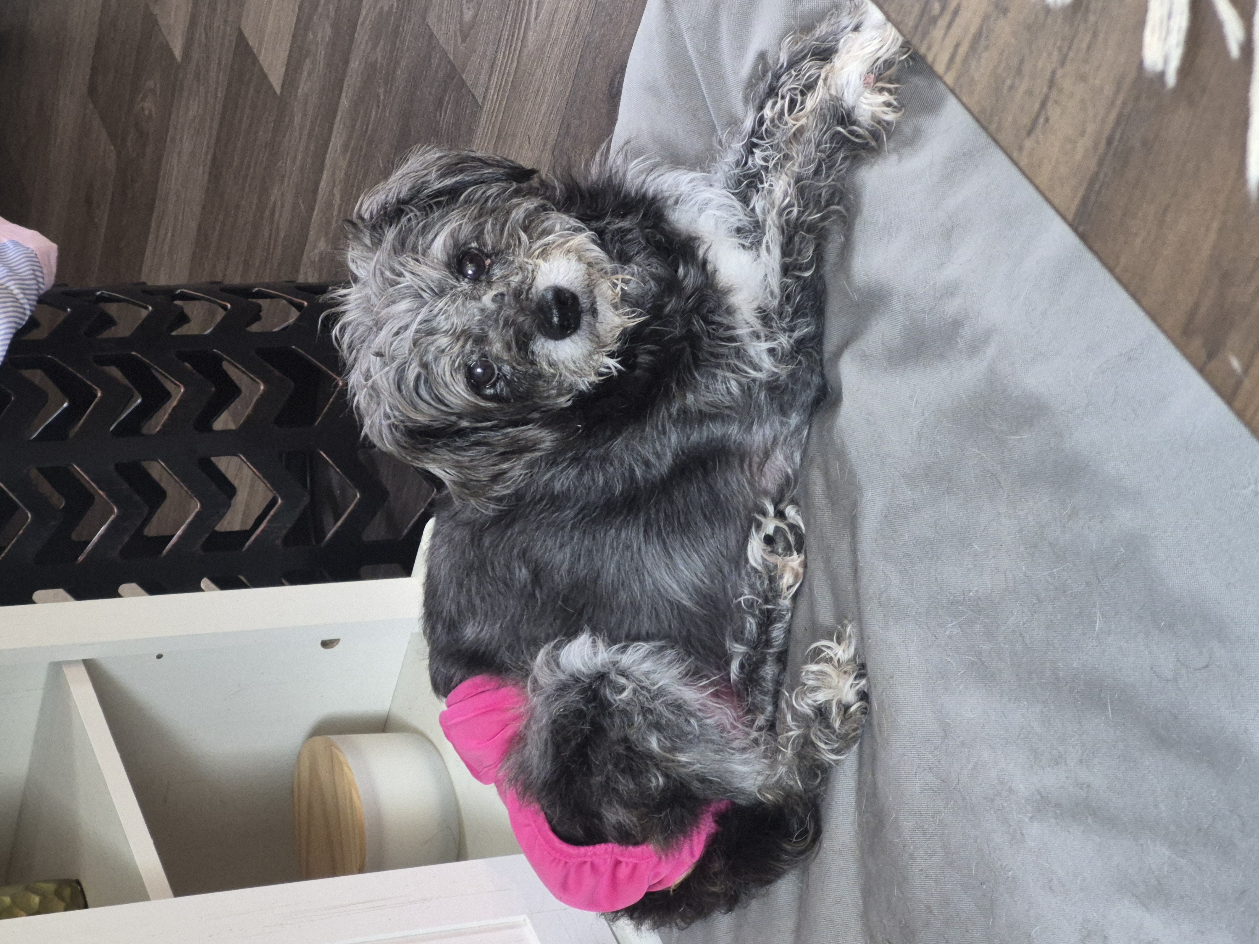 Photo of Pepper