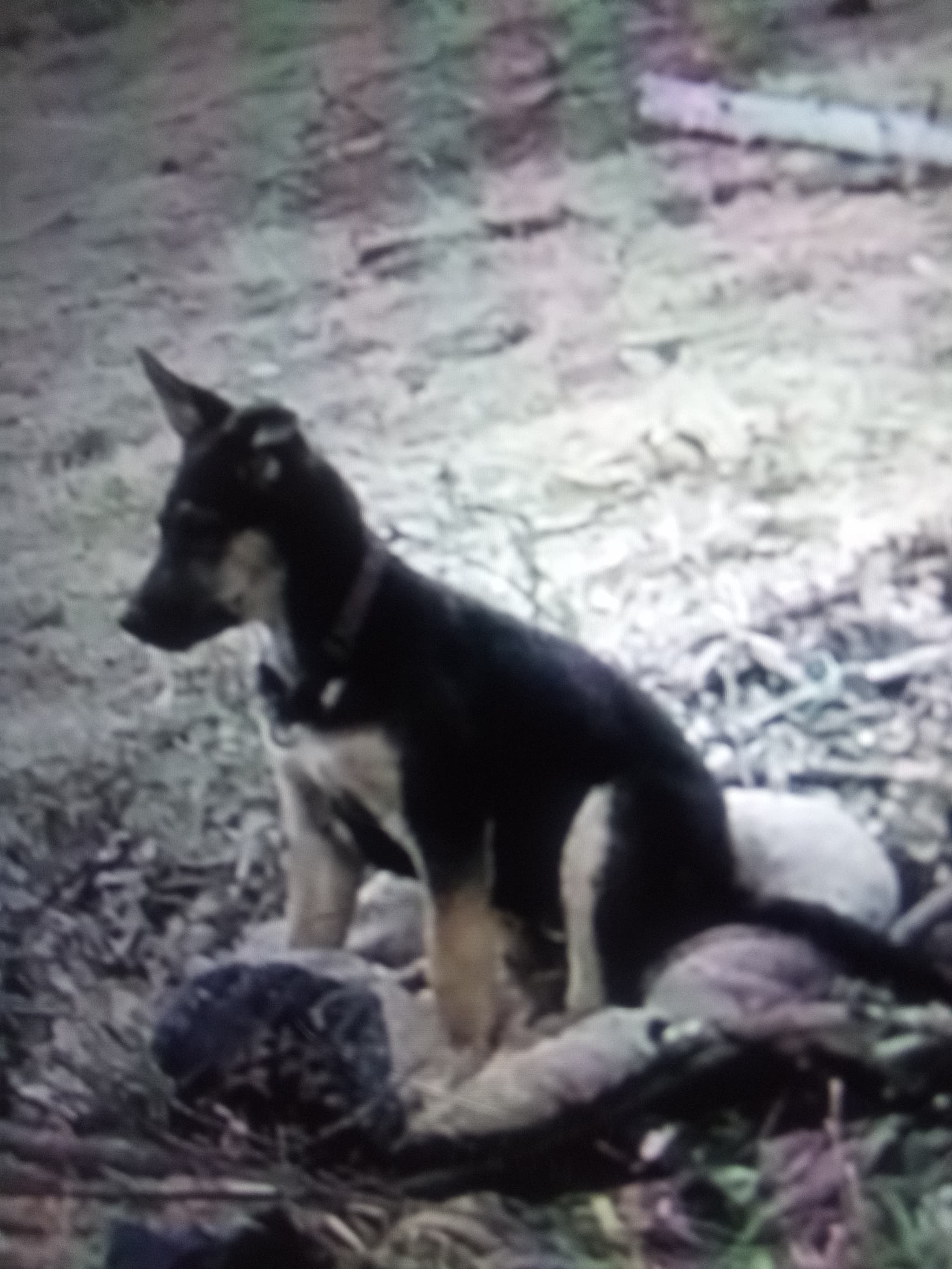 Photo of Lucky